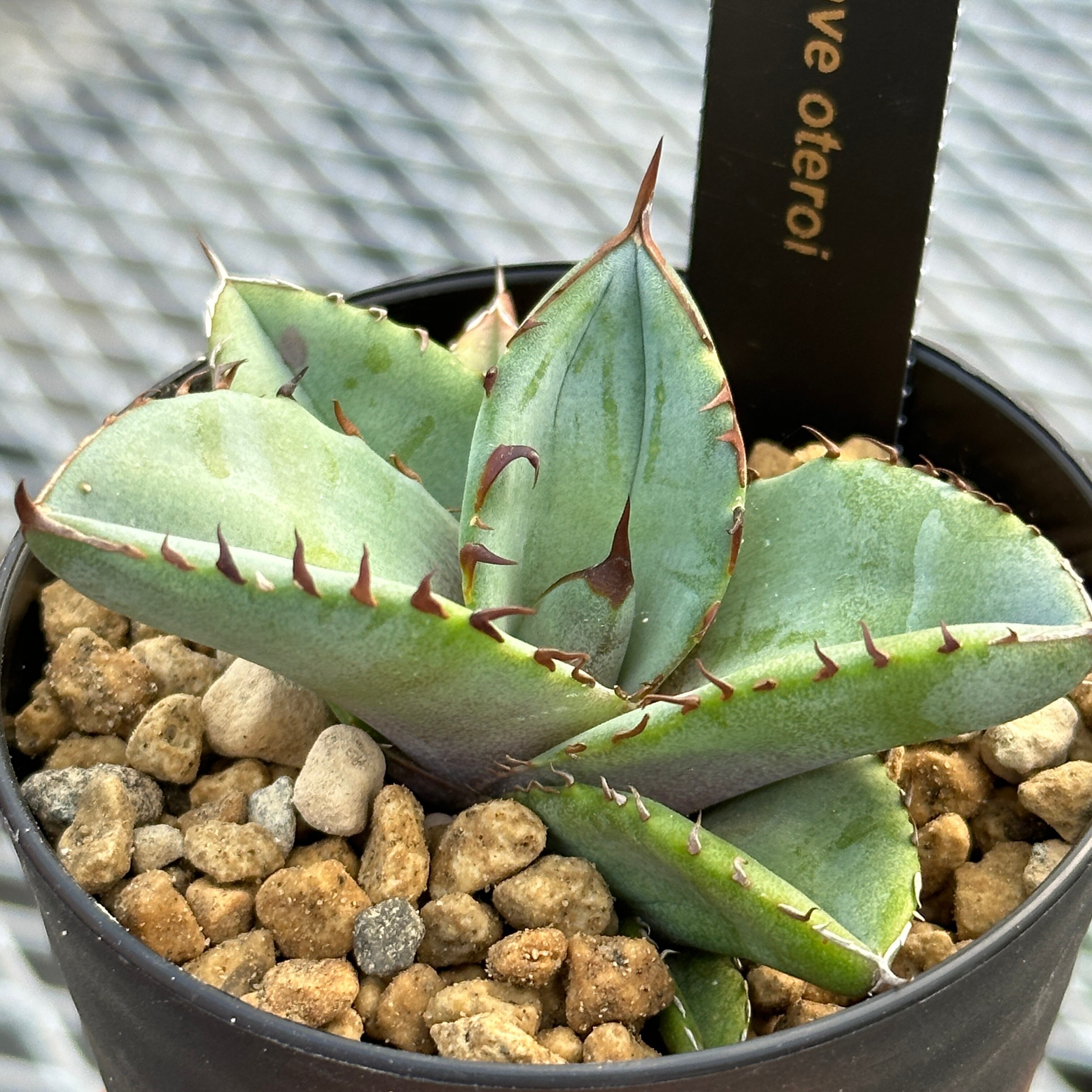 Agave Oteroi(アガベ オテロイ ) seedling 実生株 | Plants by THE 
