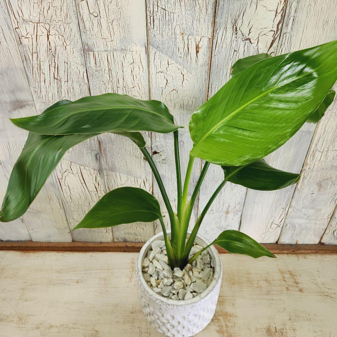 観葉植物 ストレリチア オーガスタ | 陽華園