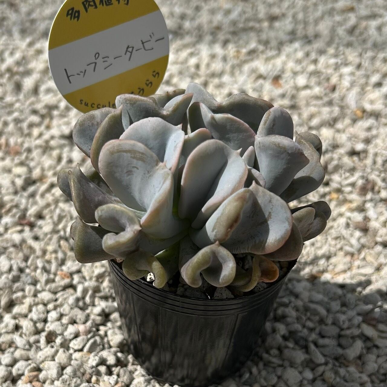 ALL ITEM | Succulent 花うらら 〜多肉植物