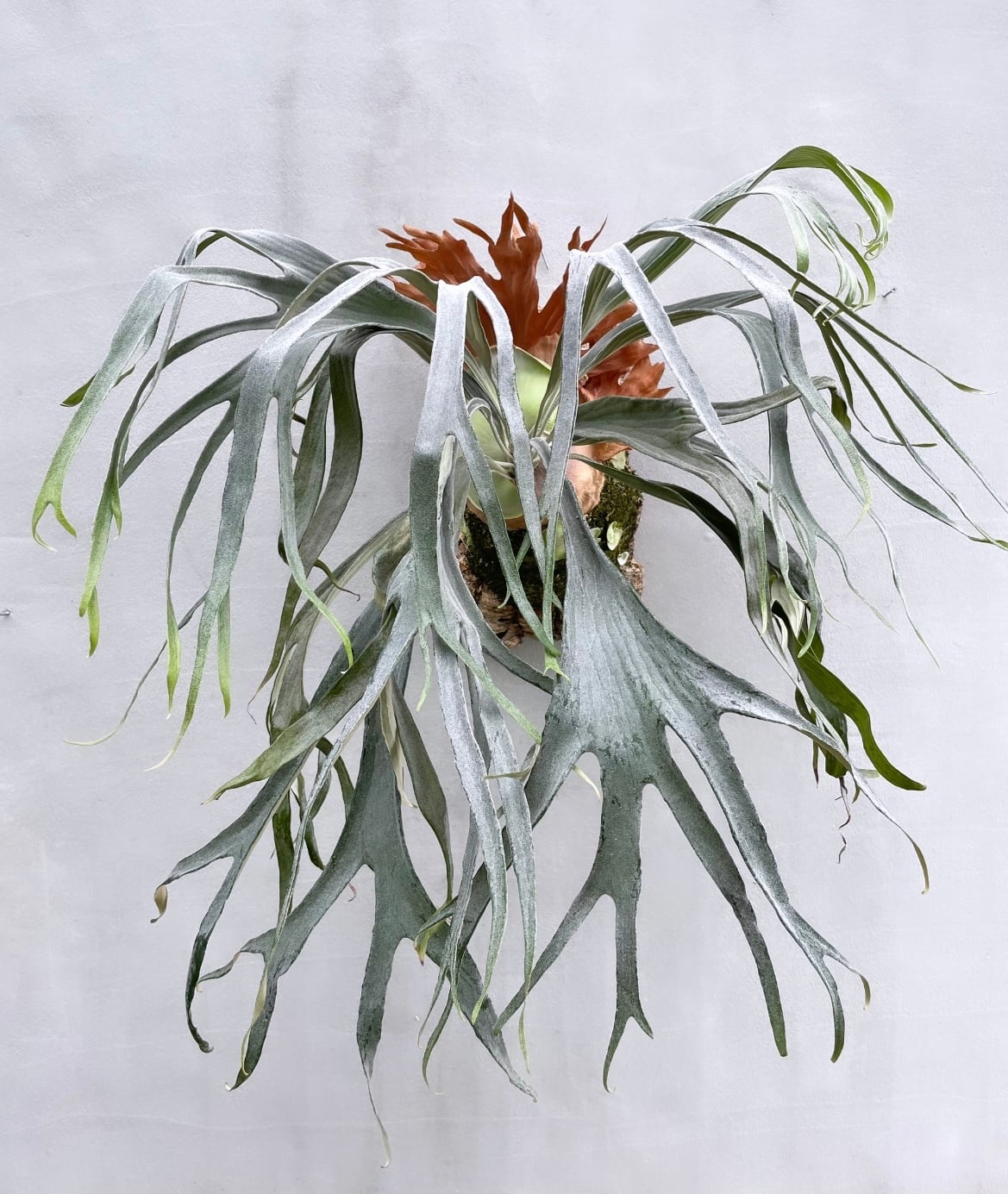 P. Mt.Lewis (vp#C) ビカクシダ マウントルイス (vp#C) | vandaka plants