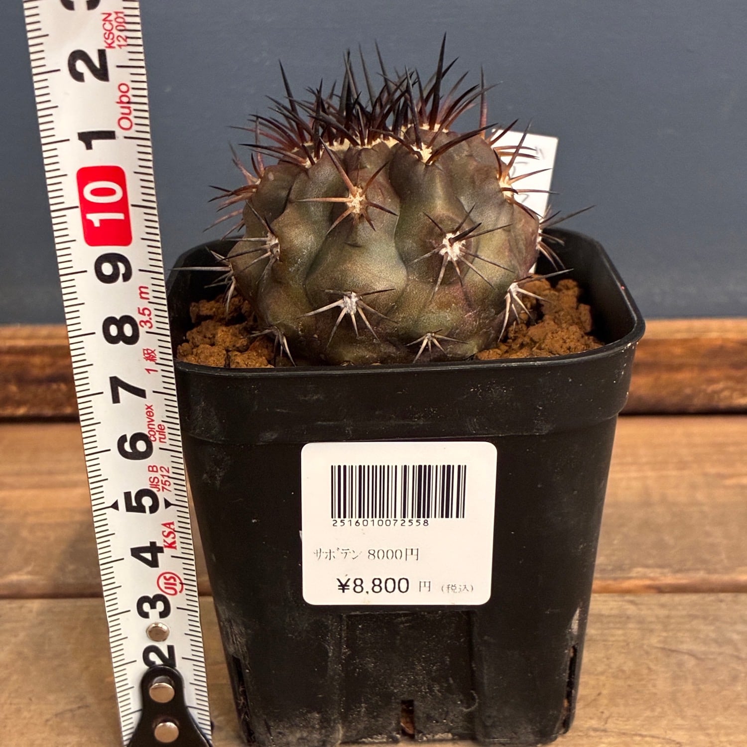 Copiapoa】サボテン コピアポア デュラ 銅羅丸実生【317】 | PROTOLEAF