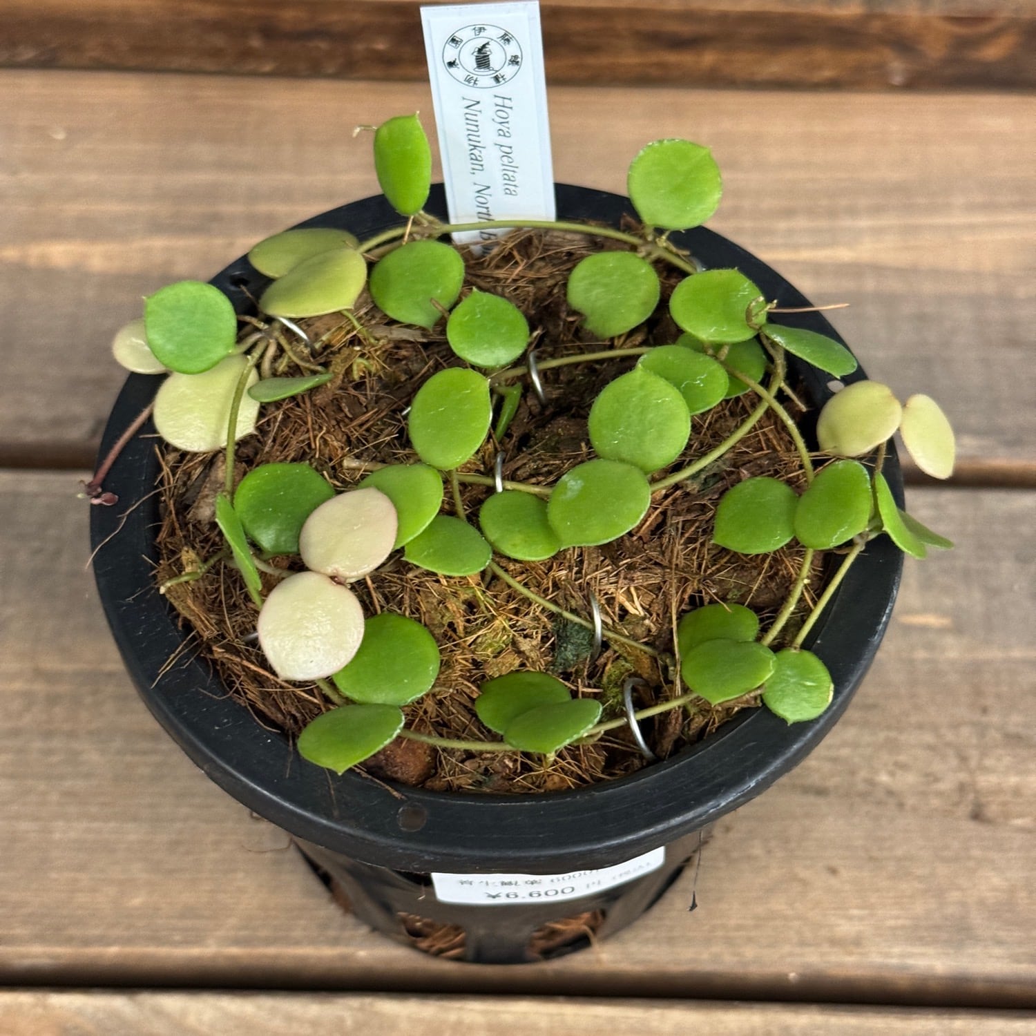 伊藤蟻】Hoya peltata Nunukan, North Borneo【213】 | PROTOLEAF