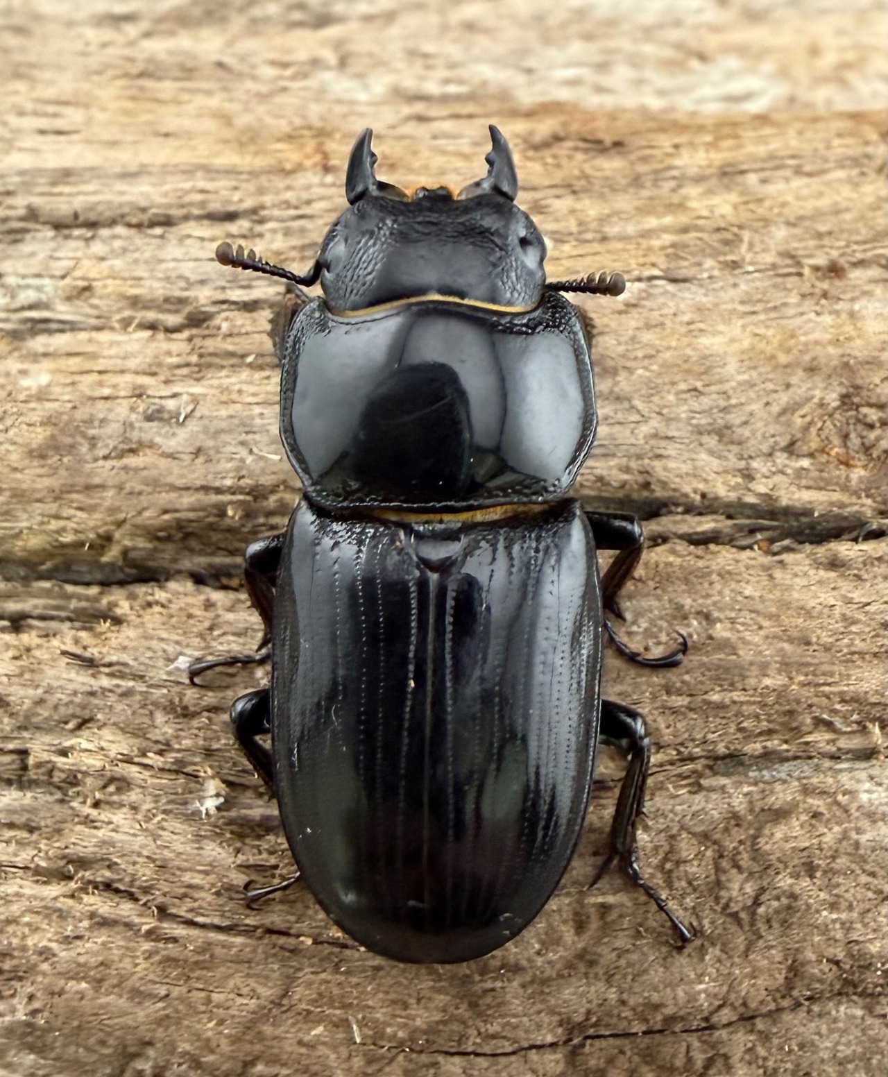 【WD】《カツラオオクワ 広西壮族産 26.5mm ♀単》