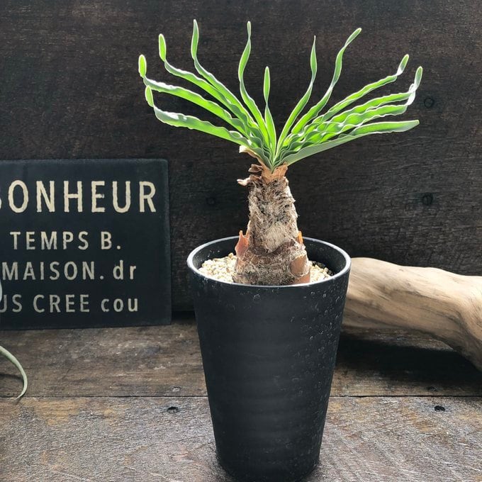 ブーファン・ディスティチャ】希少植物 個性的 塊根部分植物 | 植物の