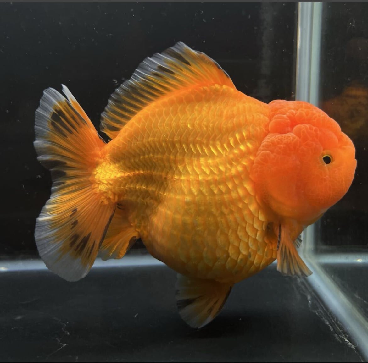 プレミアム 中国便 ブラック 五色 オランダ 銀鱗 赤勝ち 更紗 素赤 二歳 No9