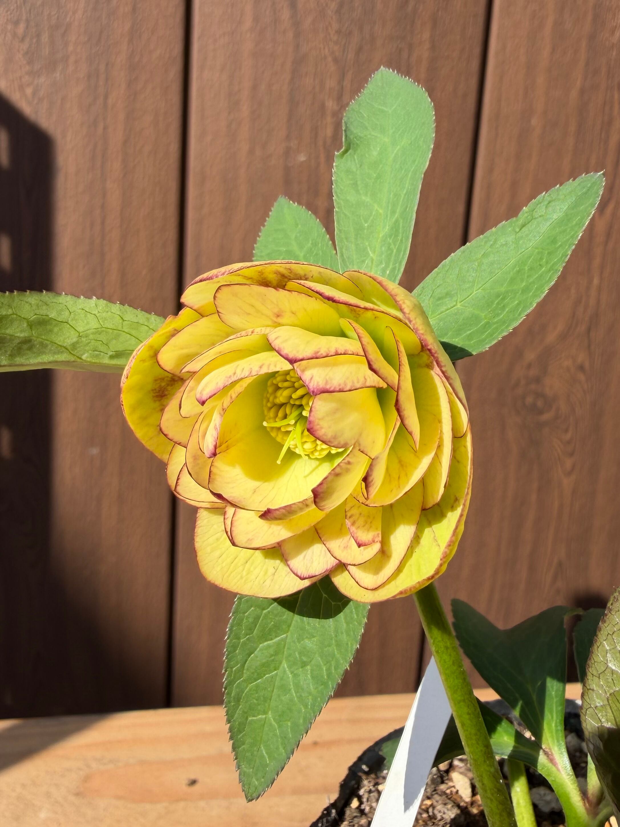 グロッシーカラー☆イエロープリマ系 加藤農園 クリスマスローズ