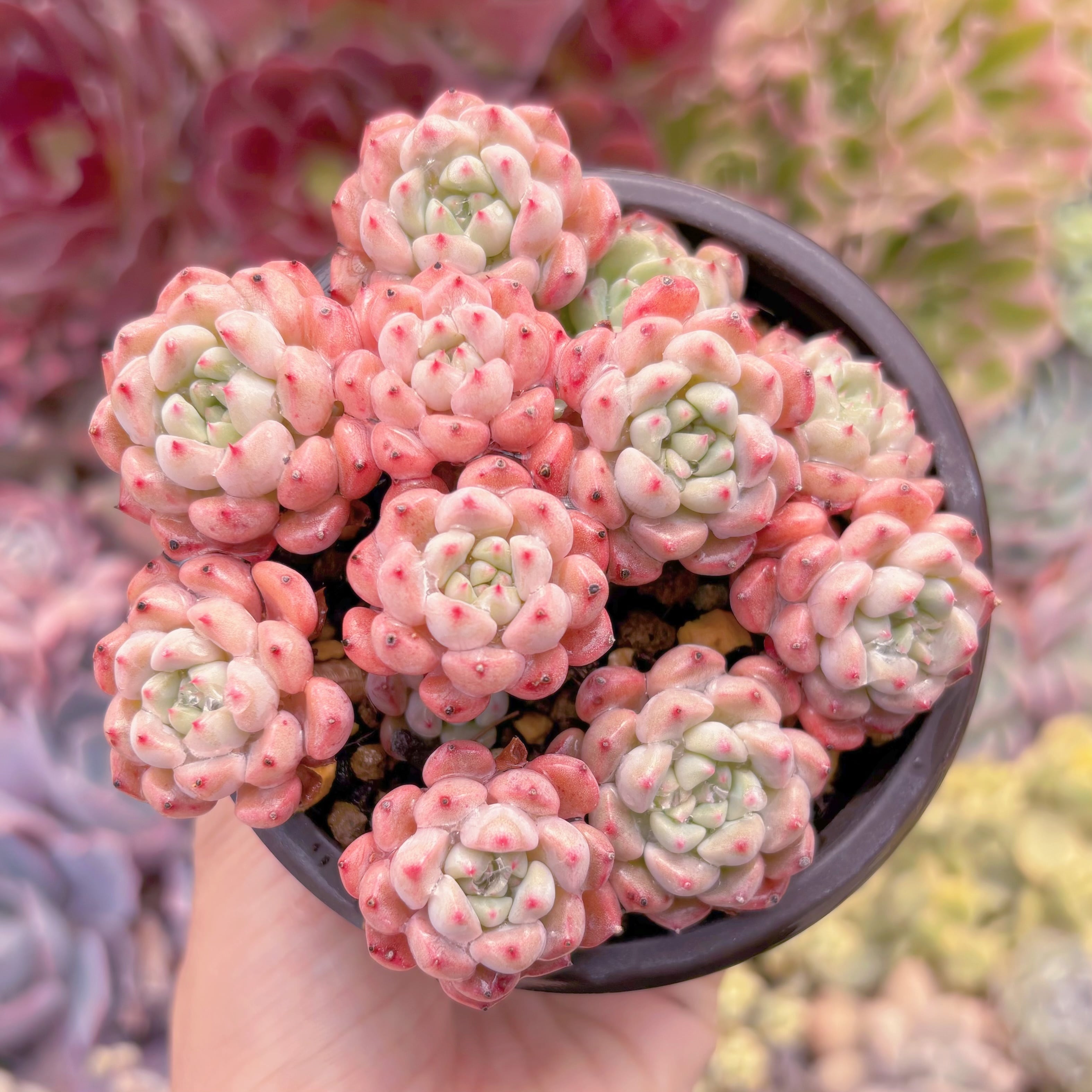 現品　スノーピーチ#1179　るる農園