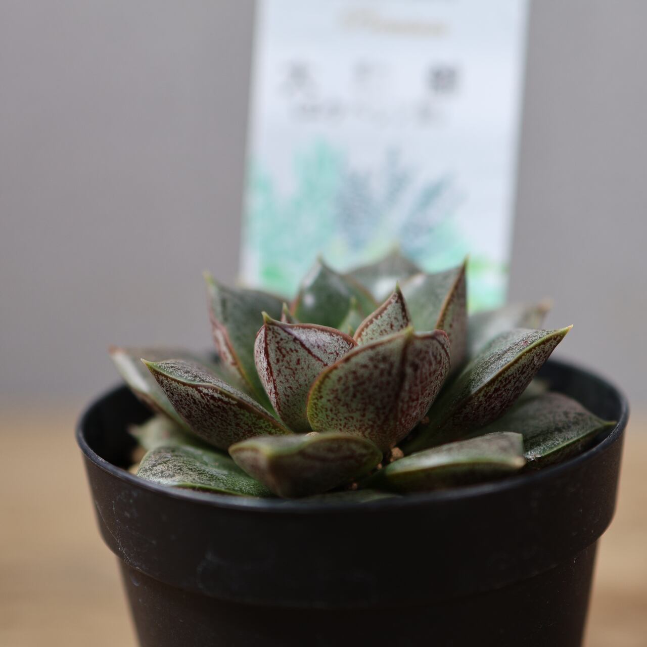 815『エケベリア選べる2点セット』観葉植物【送料無料】 | MARX PLANTS