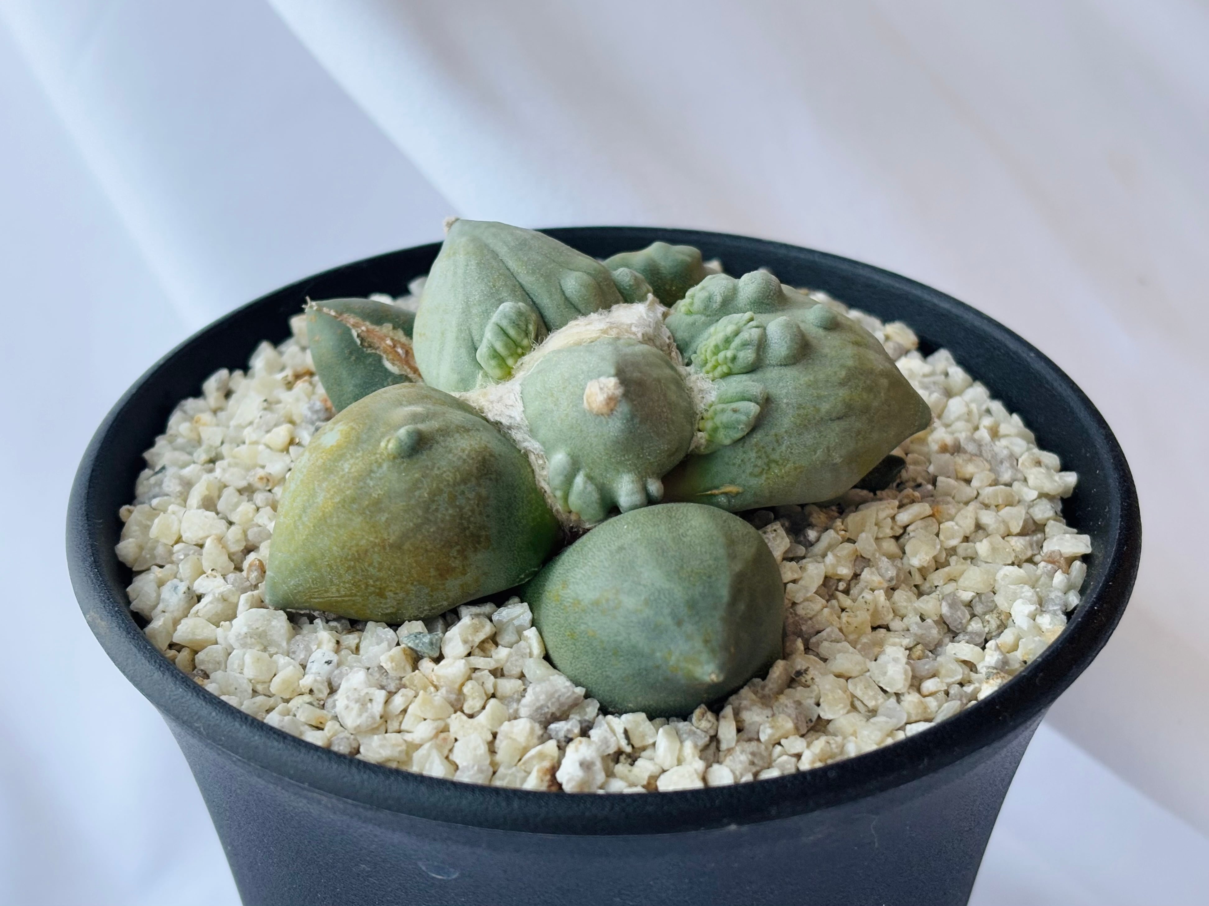 【古株】Ariocarpus カリフラワー花牡丹 象牙牡丹 亀甲牡丹 モンスト Ariocarpus Cauliflowermonst. アリオカルプス カリフラワー 花牡丹