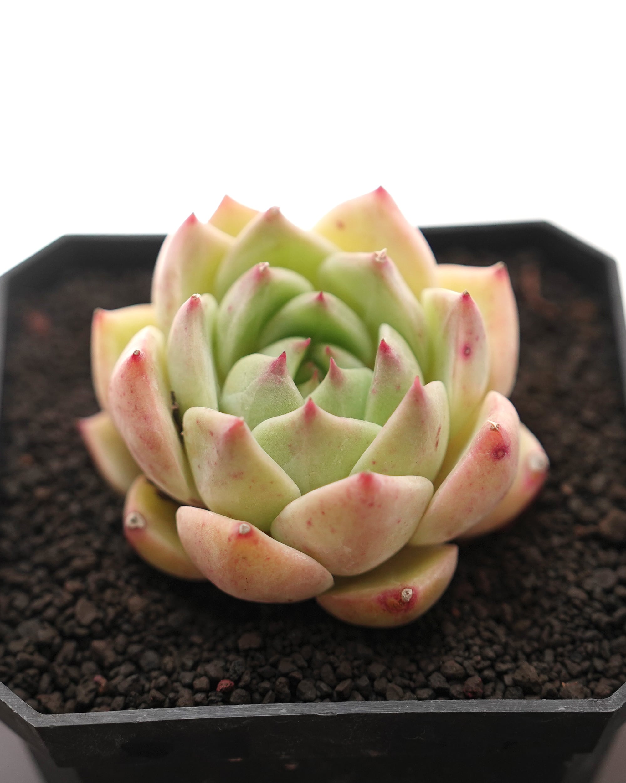 抜き苗 パリー トルンカータ オリザバ Agave parryi var.truncata