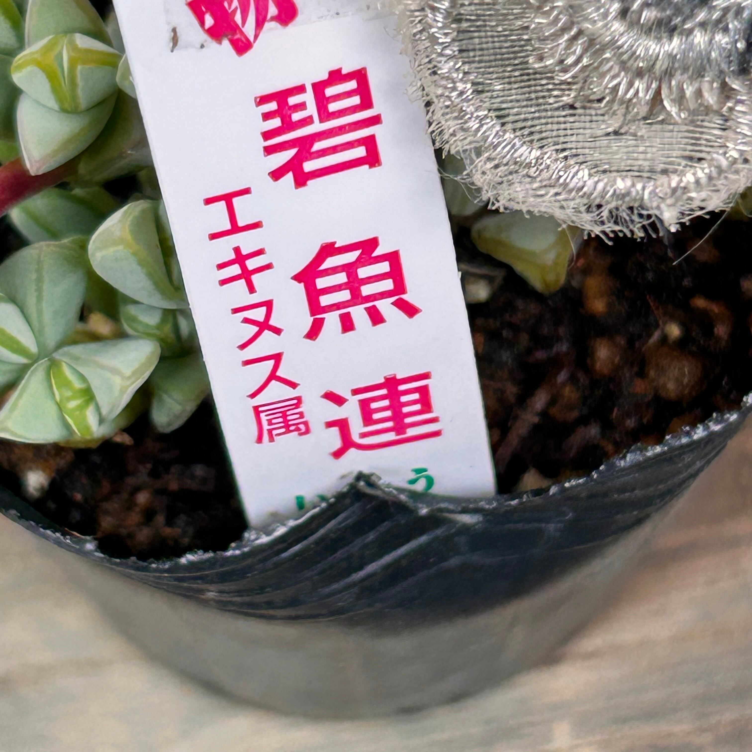 碧魚連(いとうぐりーん) | RuPo 多肉植物専門店