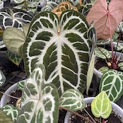 Red Crystallinum × Silver Blush / アンスリウム・レッド クリスタリナム × シルバーブッシュ⑥
