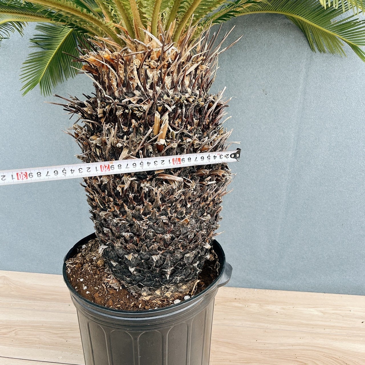 現品］存在感抜群！ 63番 ソテツ 10号 観葉植物 大型 屋外 綺麗 幹太