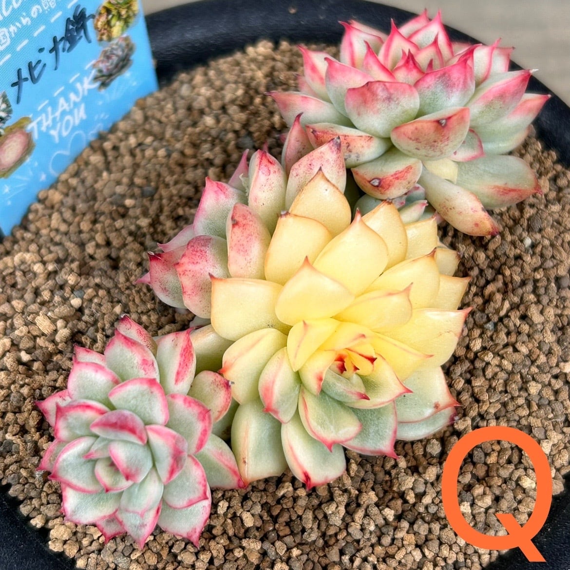 メビナ錦(お一つのお値段です | RuPo 多肉植物専門店