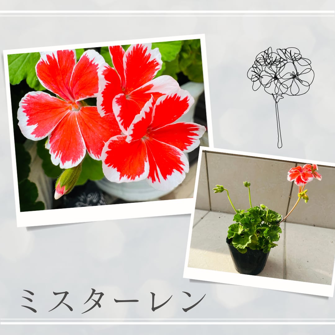 花様 G31-001.png