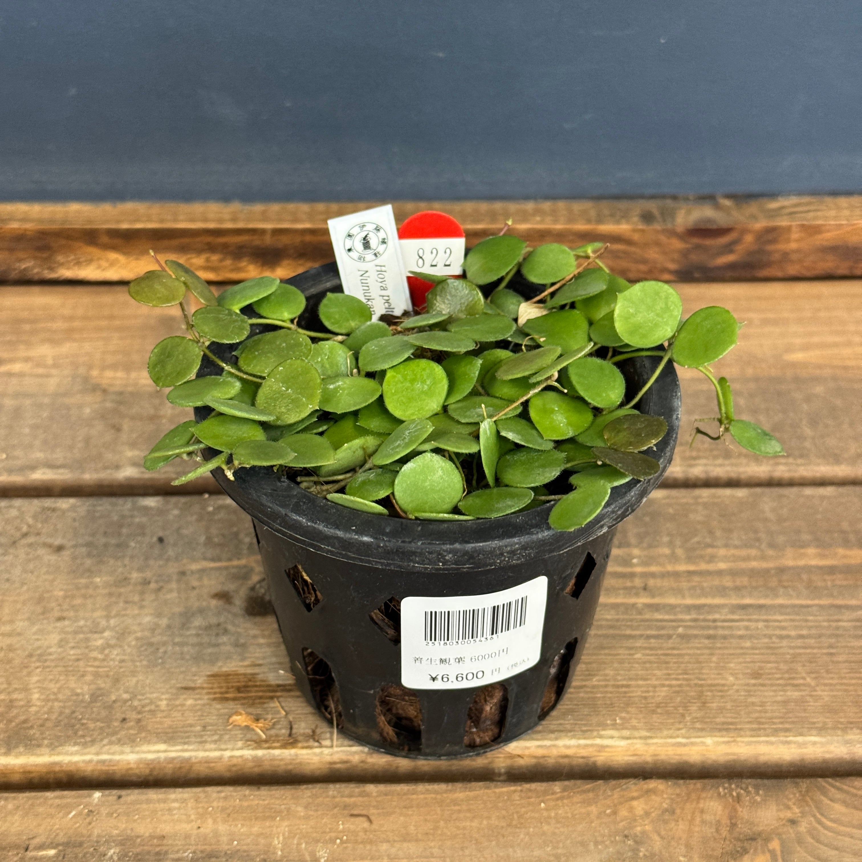 クリアランス】ホヤ peltata Nunukan, North Borneo【822