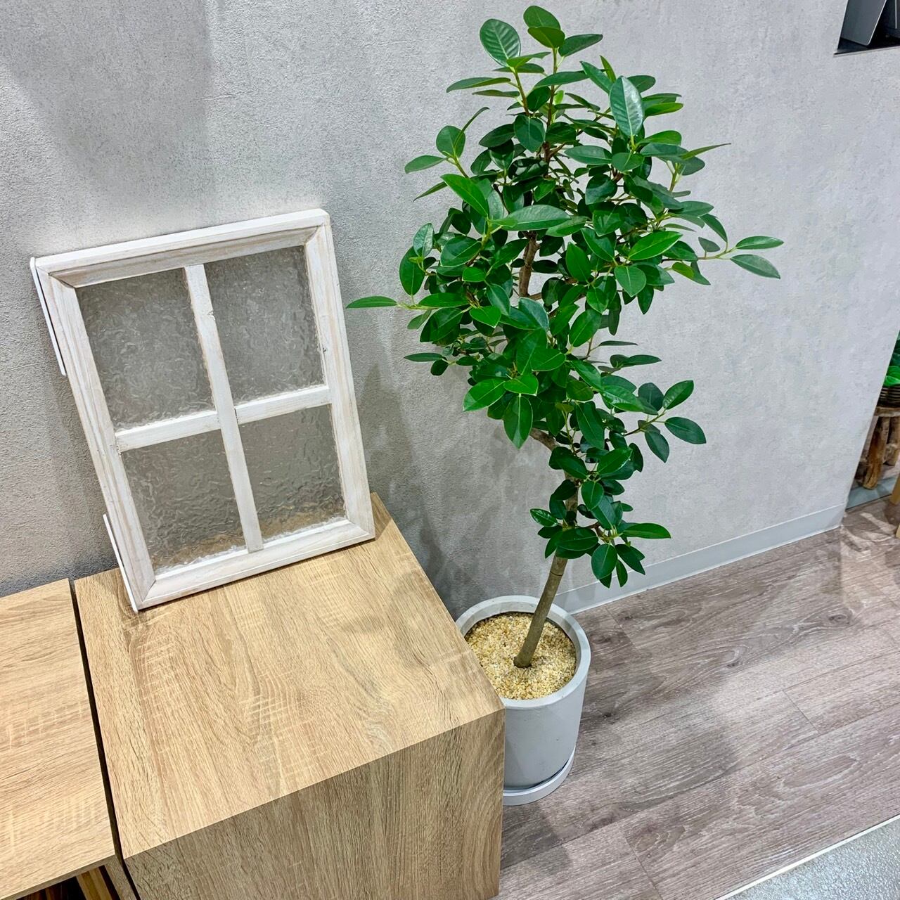 一点もの【フランス・ゴム】|観葉植物|ゴムの木|ゴムノキ 一点もの【フランス・ゴム】|観葉植物|ゴムの木|ゴムノキ