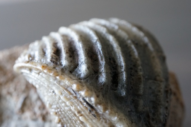 ドイツ産トリゴニア化石　母岩付き Trigonia interlaevigata