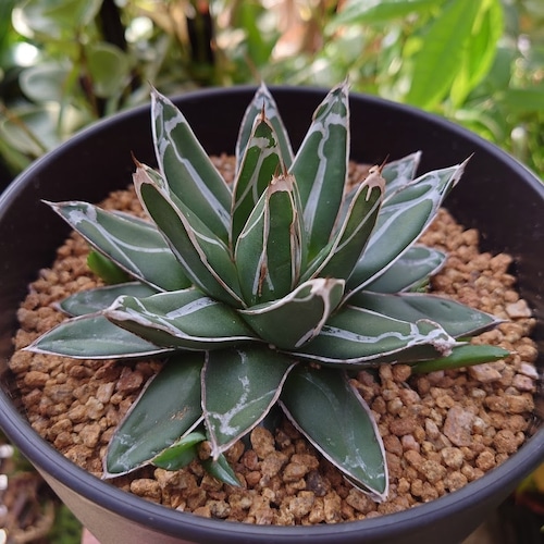 アガベ 笹の雪 5 Agave victoriae reginae 子株4付