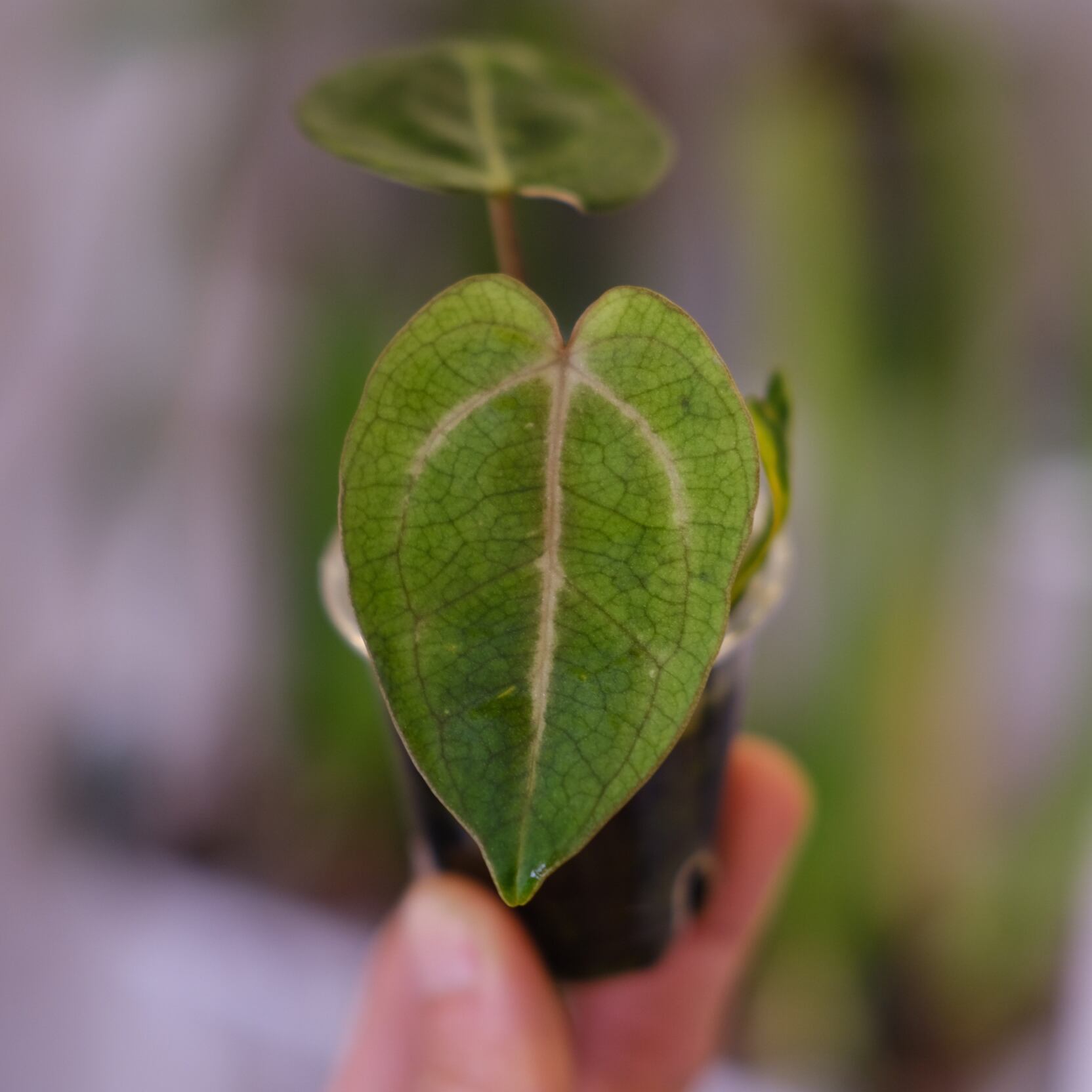 Anthurium Carlablackiae│アンスリウム カーラブラッキー│観葉植物