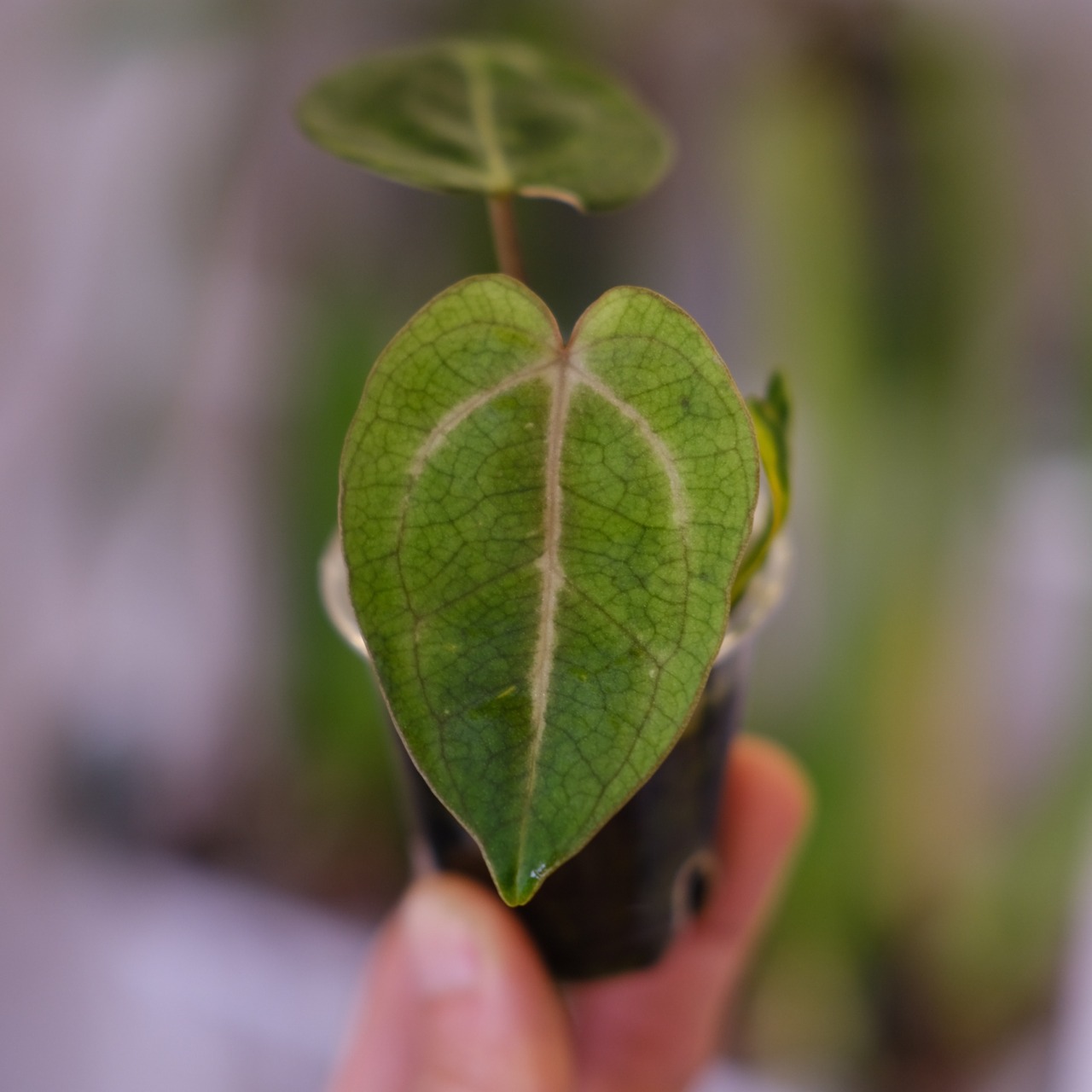 Anthurium Carlablackiae│アンスリウム カーラブラッキー│観葉植物