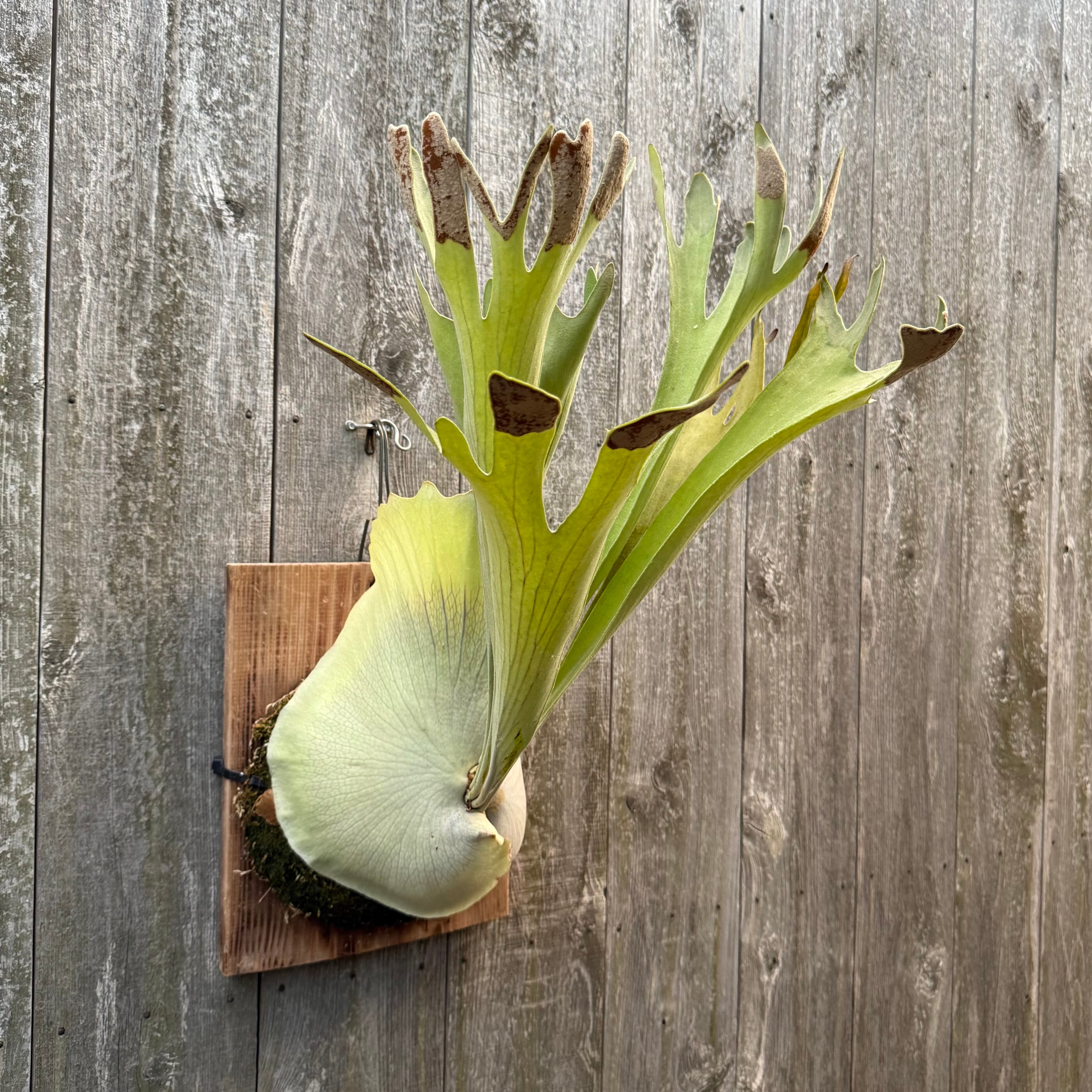 P. Yamata no Orochi (pup) | naturefix