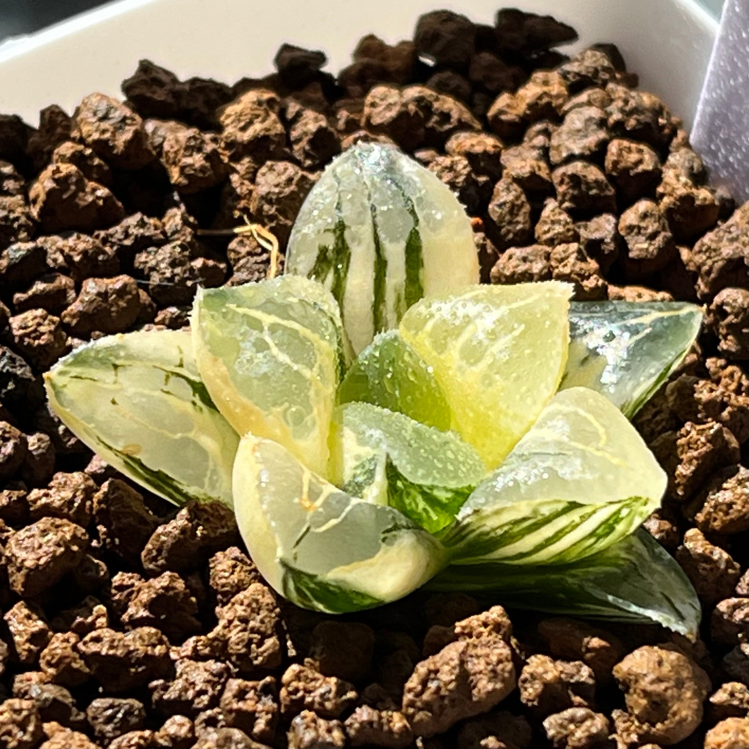 mocono_plants