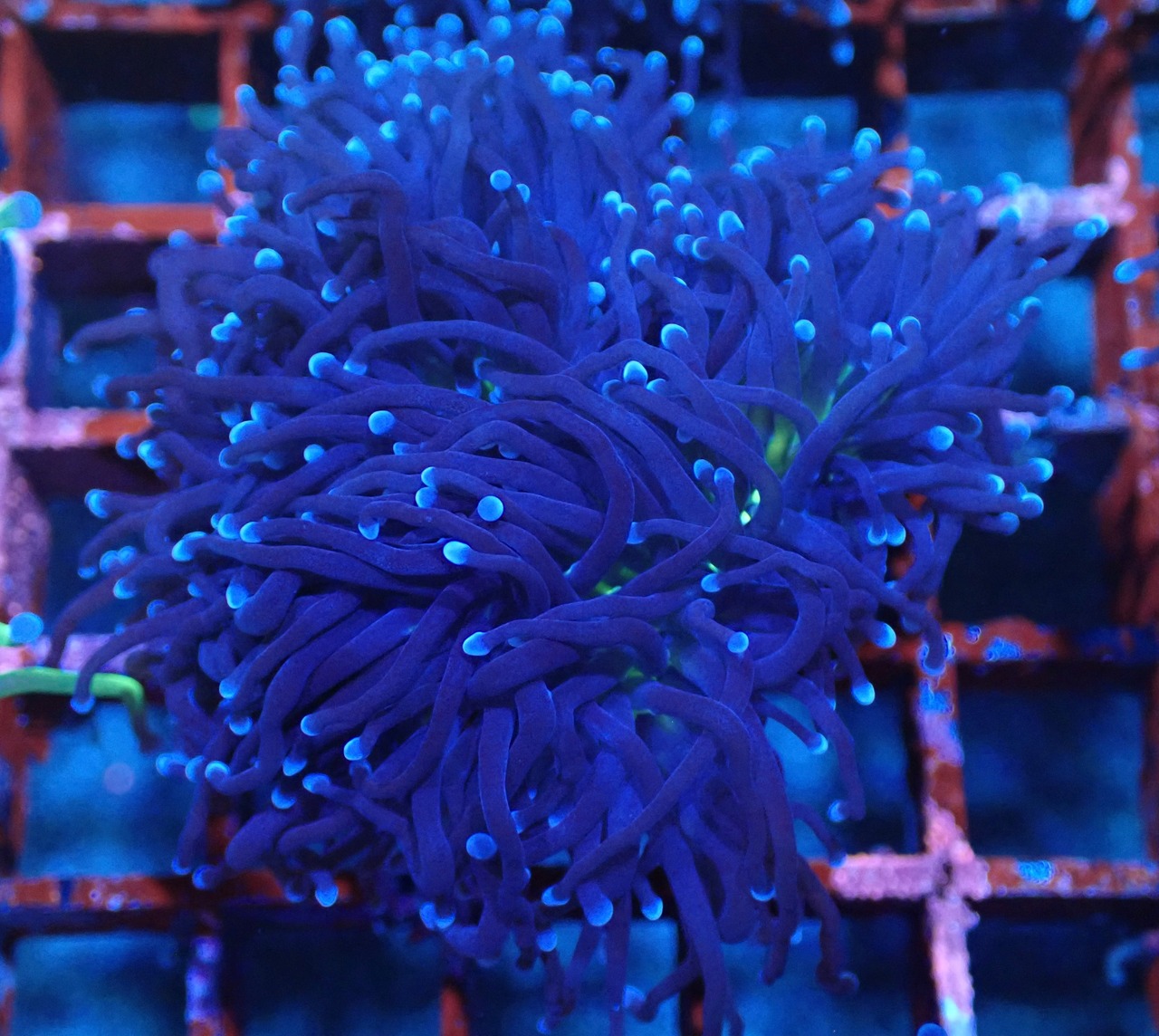 BlackTorch FromSeaFarm 5