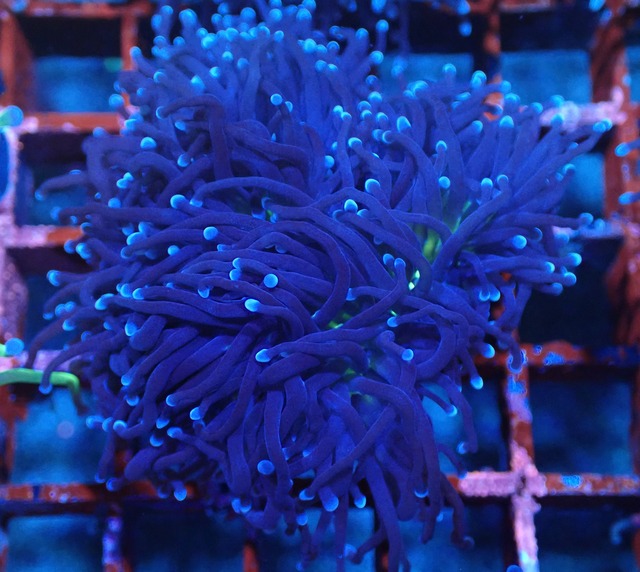 BlackTorch FromSeaFarm 5