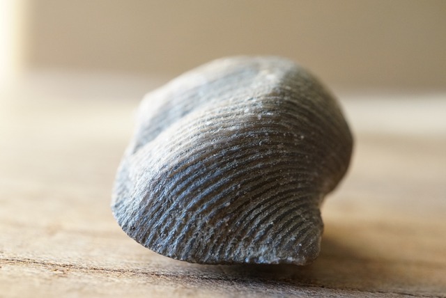 Hebertella sinuata 化石