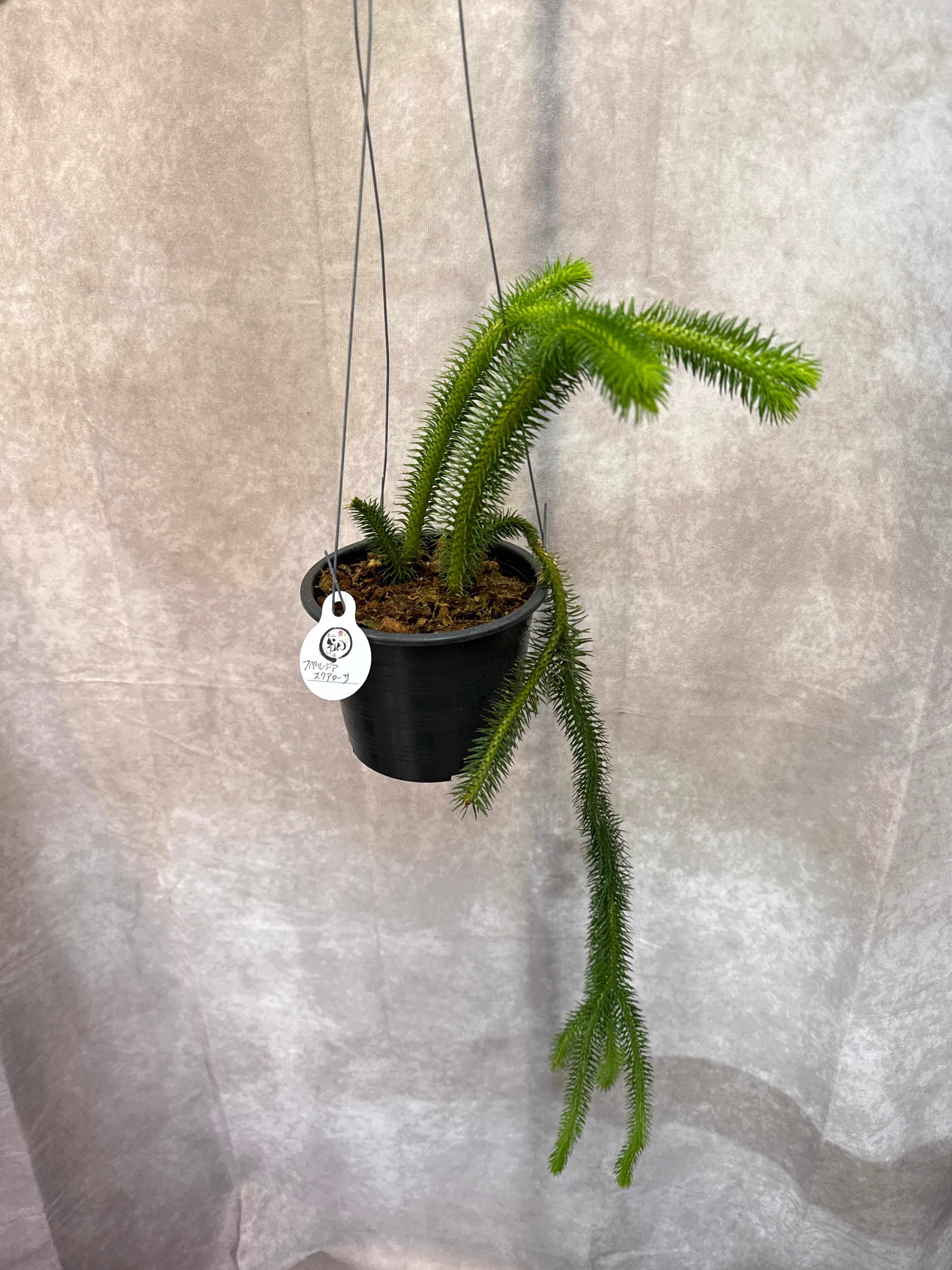 フペルジア スクァローサ | Gardenえん 【観葉熱帯植物】
