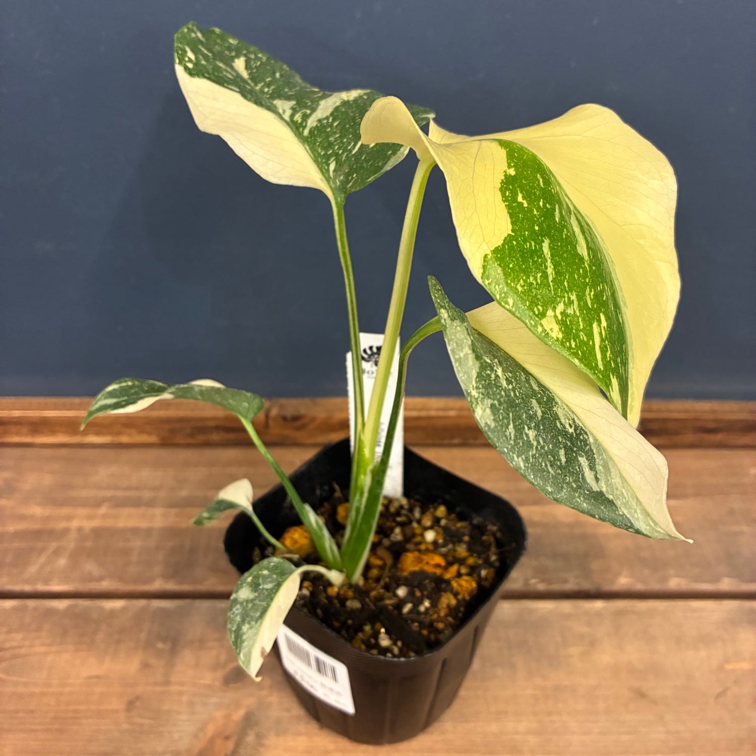 観葉植物 | PROTOLEAF プロトリーフ