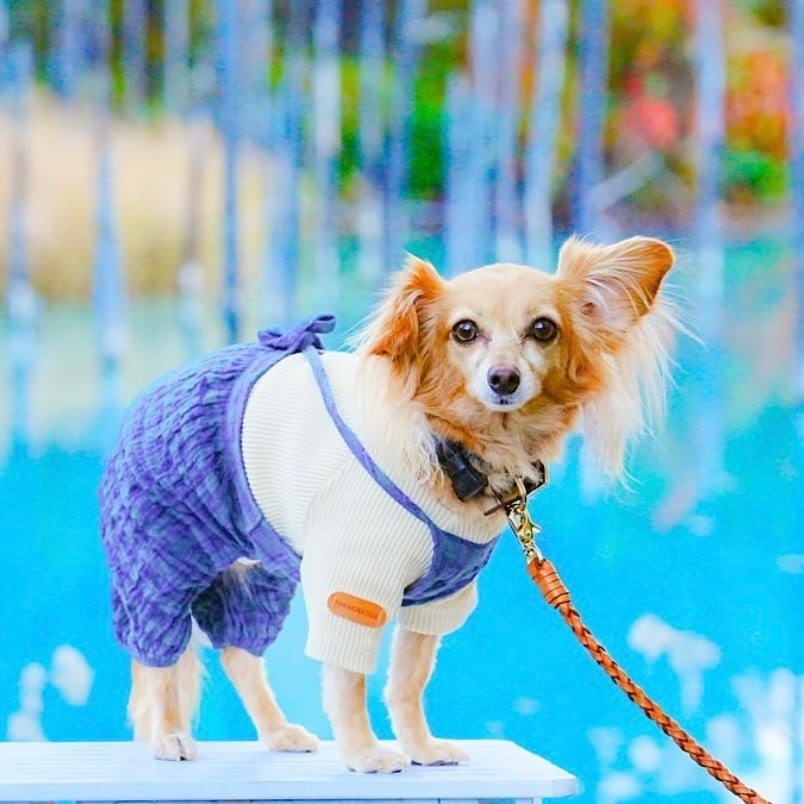 編み込みマルチリード/ カフェリード / ヌメ本革 / 北海道レザー