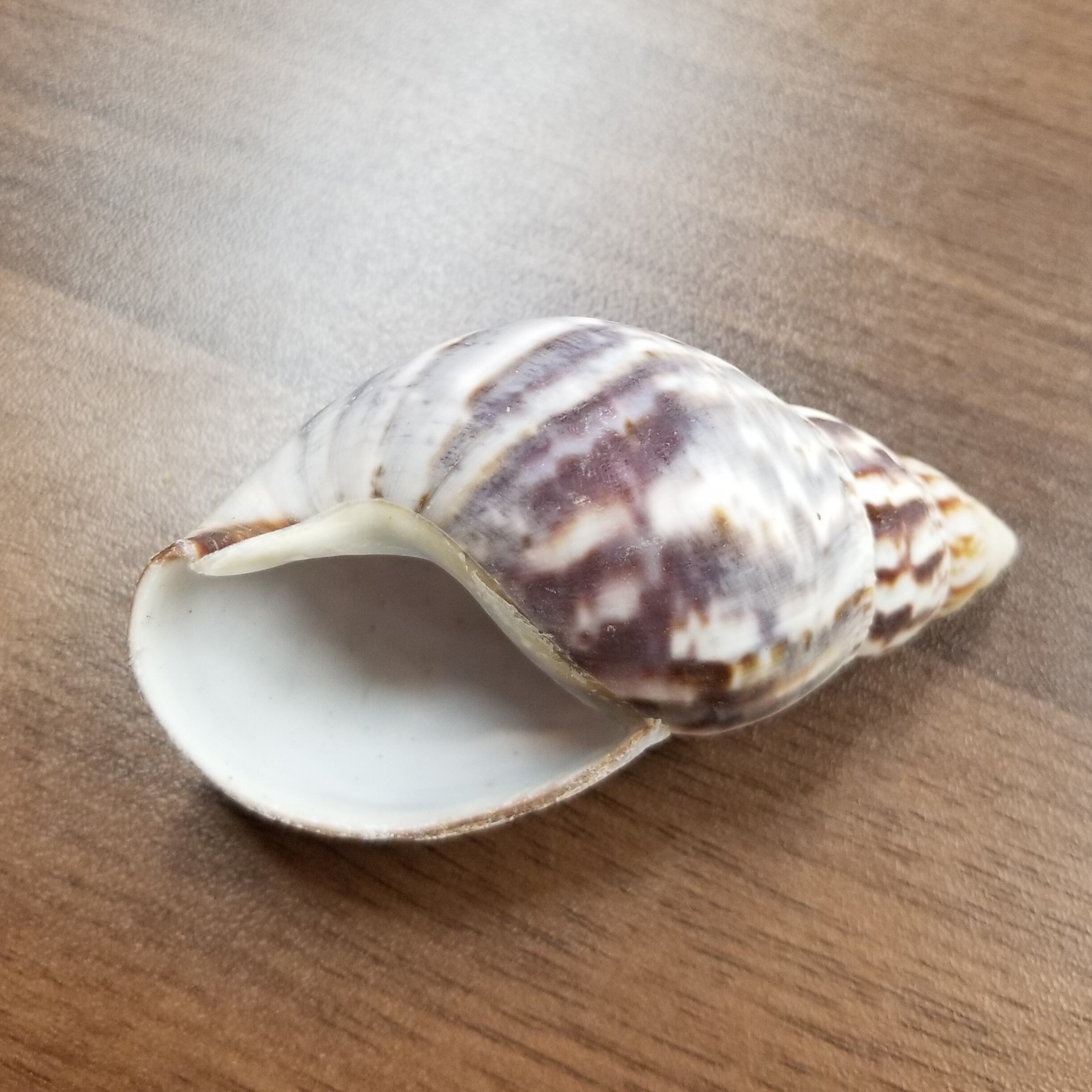 殻口約3.0～3.9cm アフリカマイマイ | オカヤドカリショップ BiTa