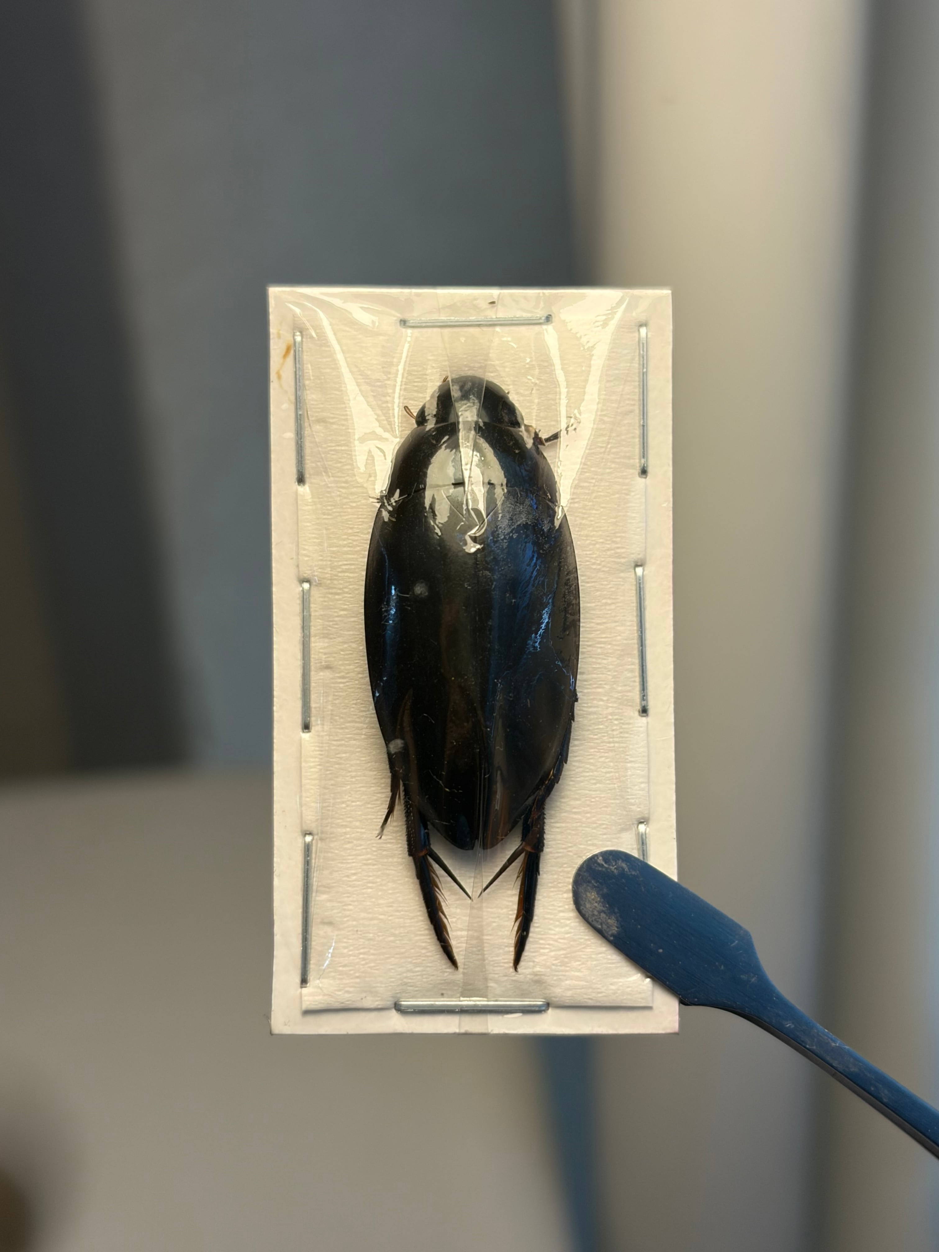 95mm】ナンベイオオタガメLethocerus maximusの標本 タランチュラ