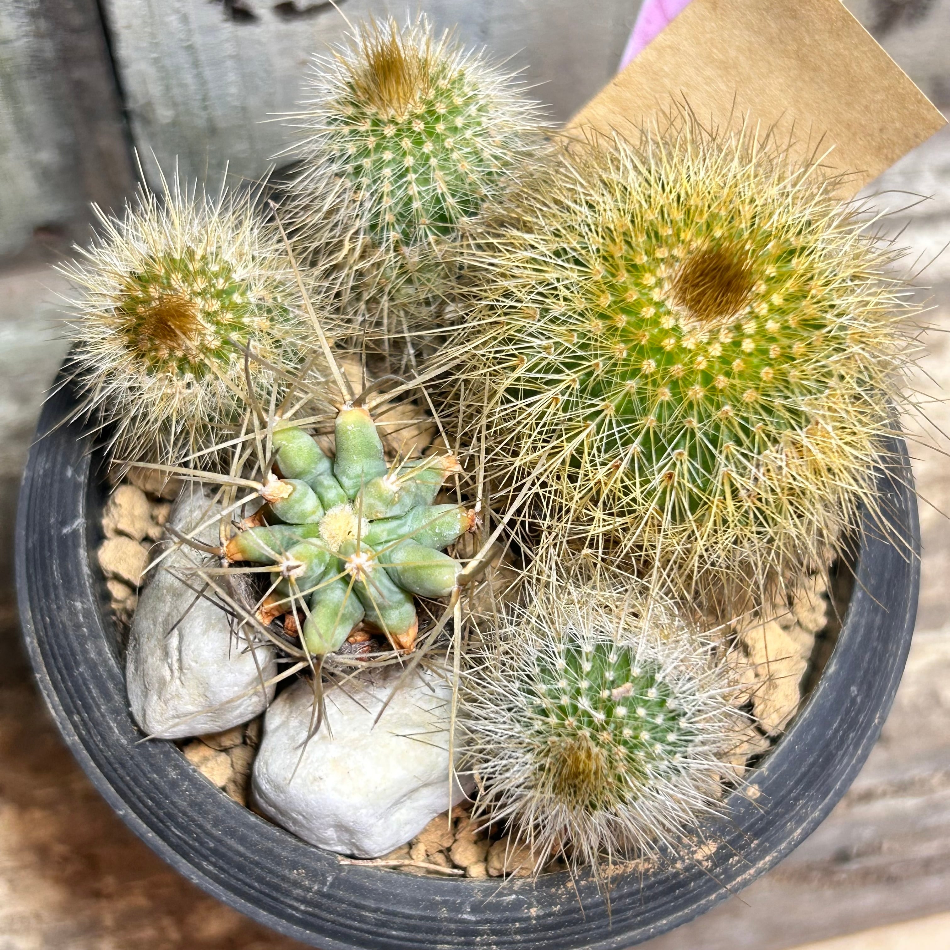 T) レッドレンズ オブツーサ錦 ハオルチア | RuPo 多肉植物専門店