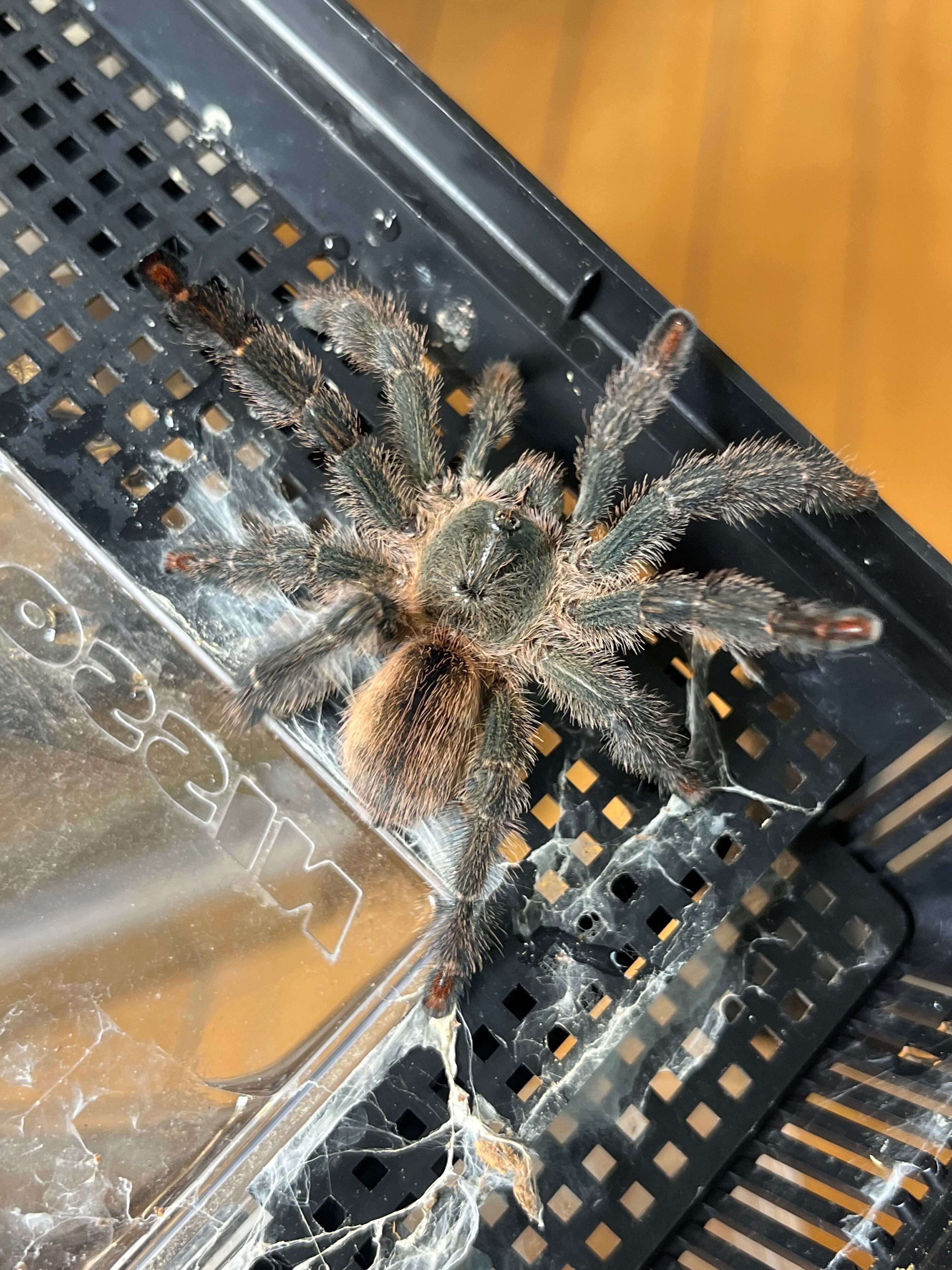 ペア】オリベイラフェイスハガータランチュラ LS7cm程 ムカデ