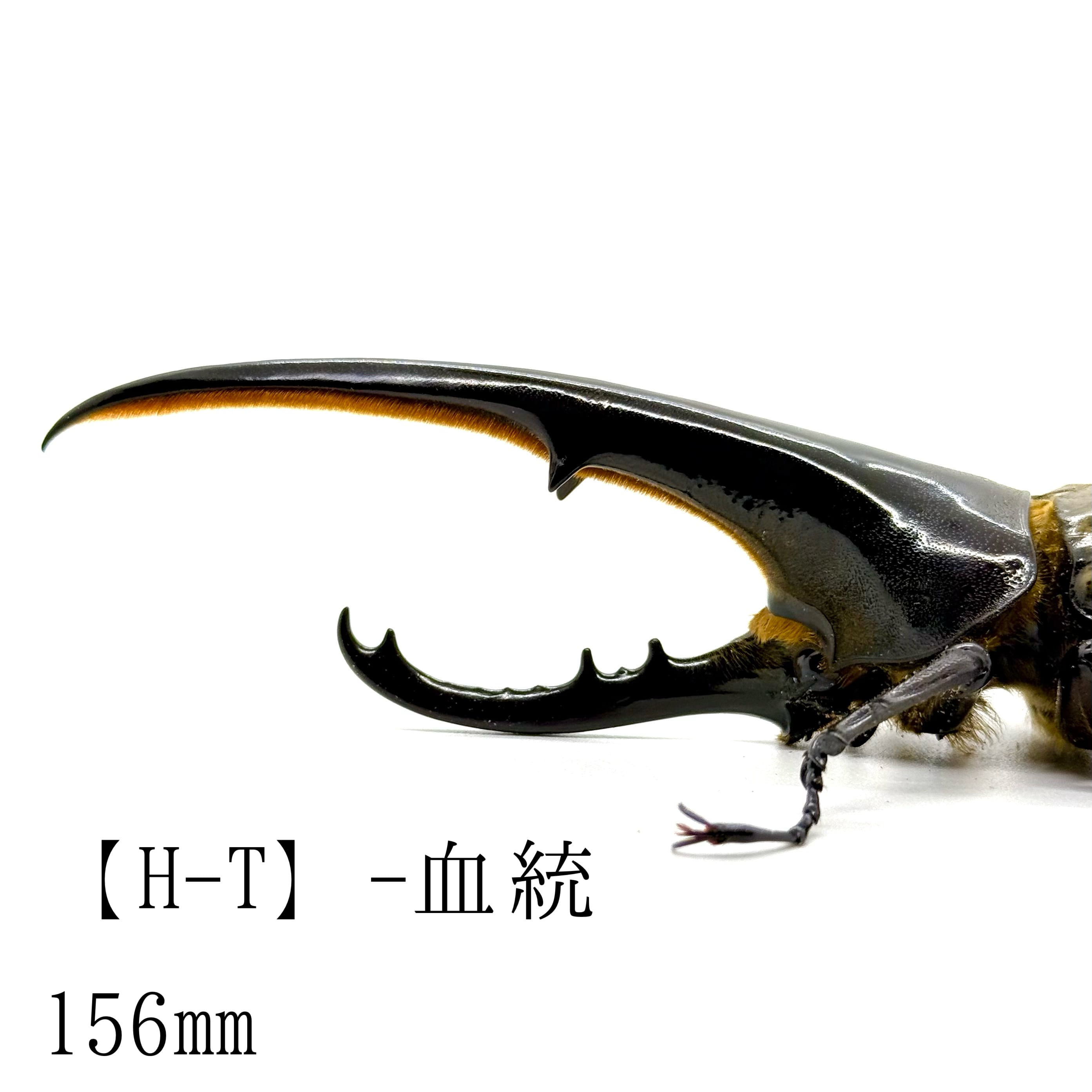 ☆156㎜&75㎜ / 成虫 / オス&メスペア / ヘラクレスオオカブト