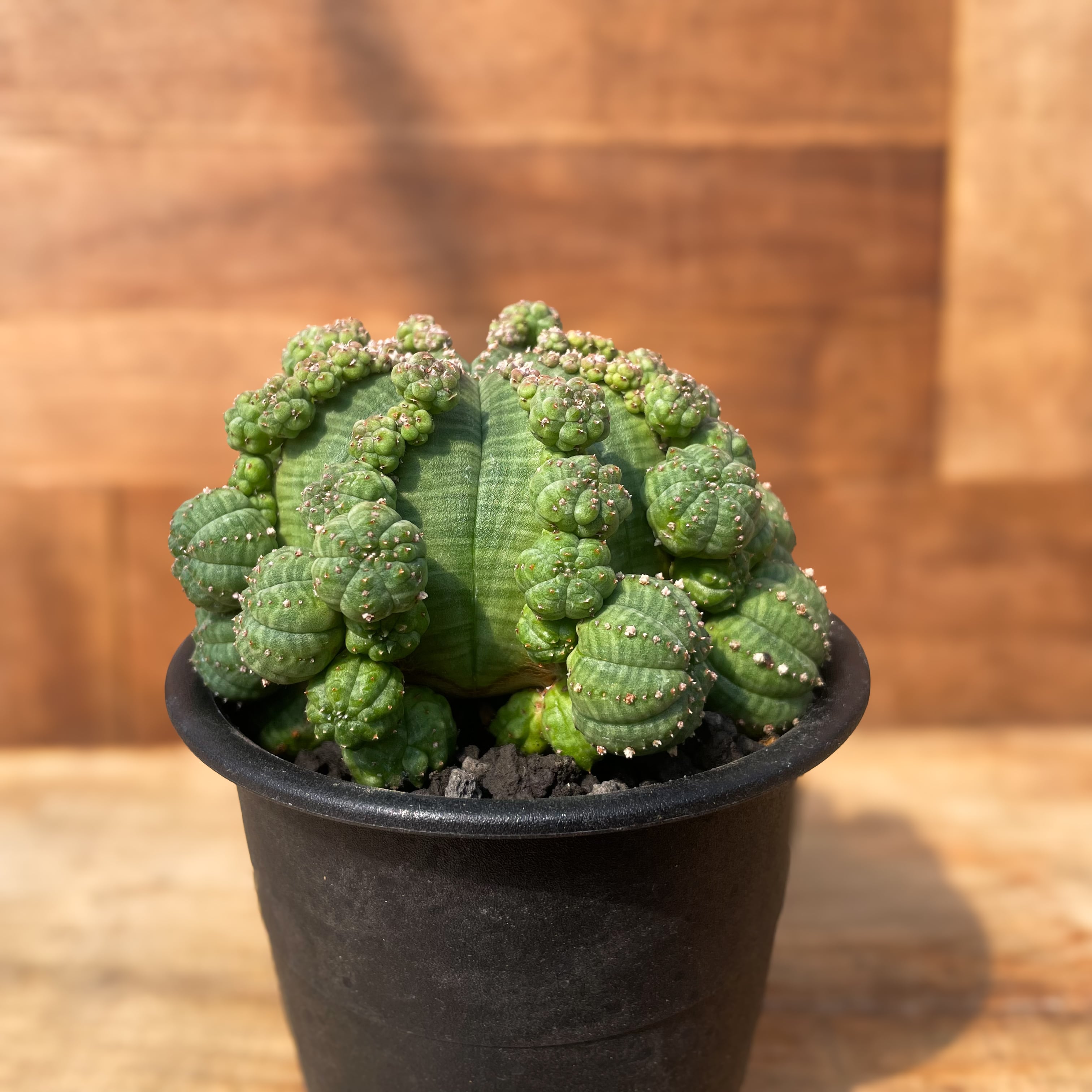 Euphorbia obesa ssp.symmetrica【ユーフォルビア・仔吹きシンメトリカ 