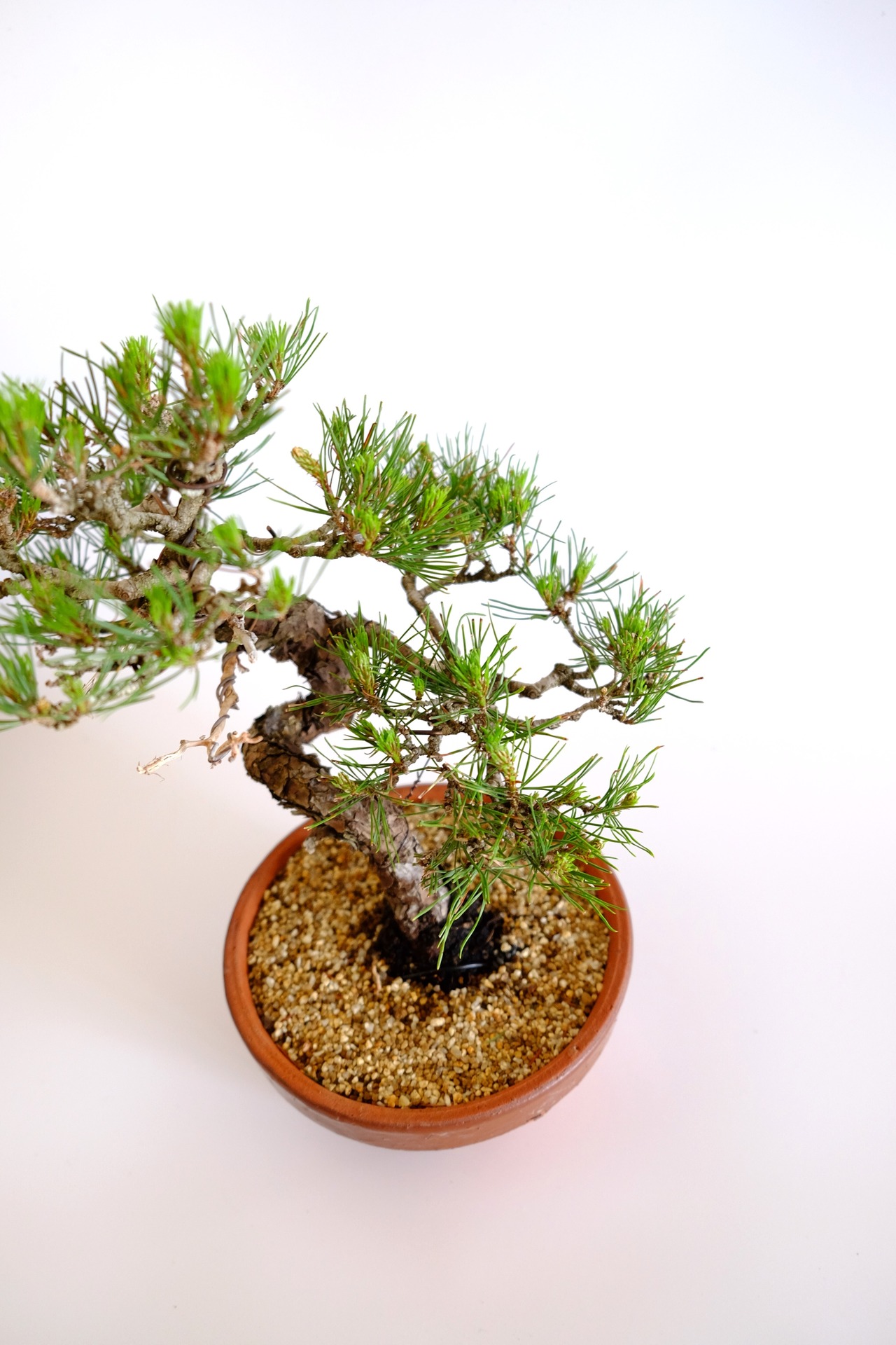 14. 赤松 Akamatsu (Red pine)