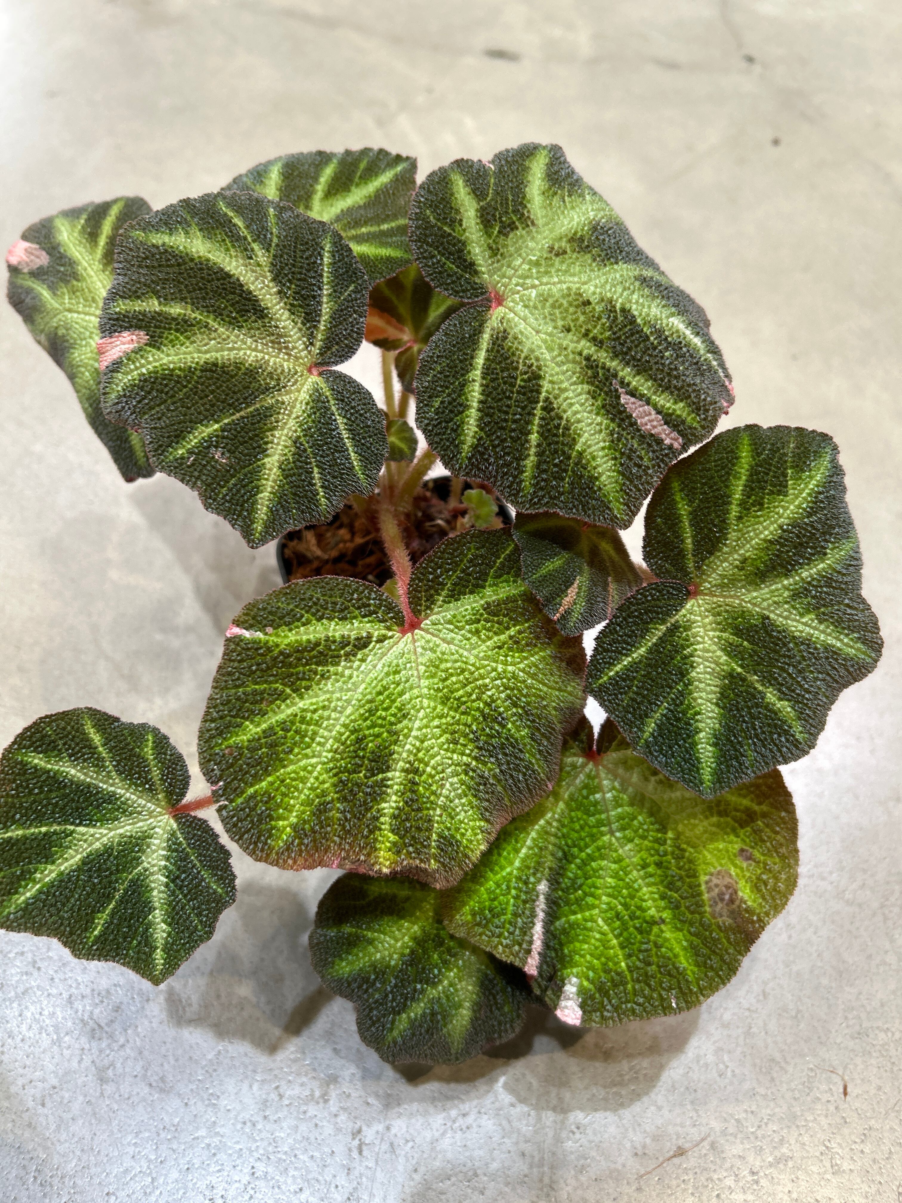D ベゴニア ルージュ バリエガータ | MIDORIYA 観葉植物専門店