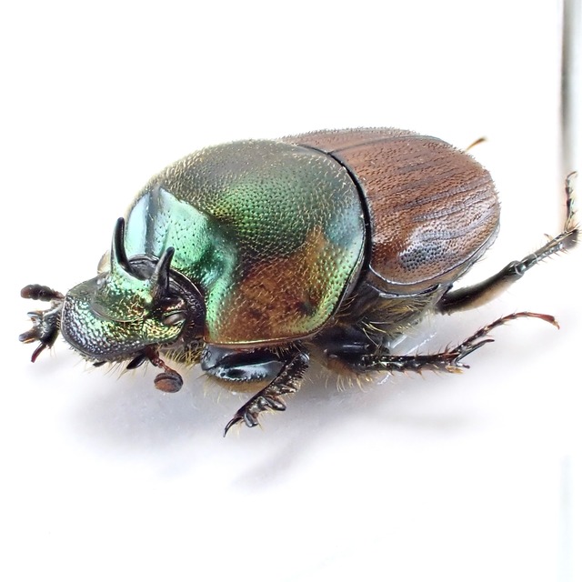 タンザニア産 Onthophagus contiguicornis ♂ 9mm