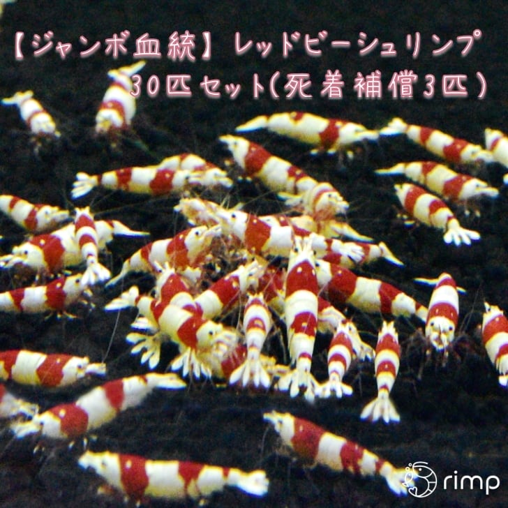 【ジャンボ血統】レッドビーシュリンプ 30匹 + 死着補償3匹