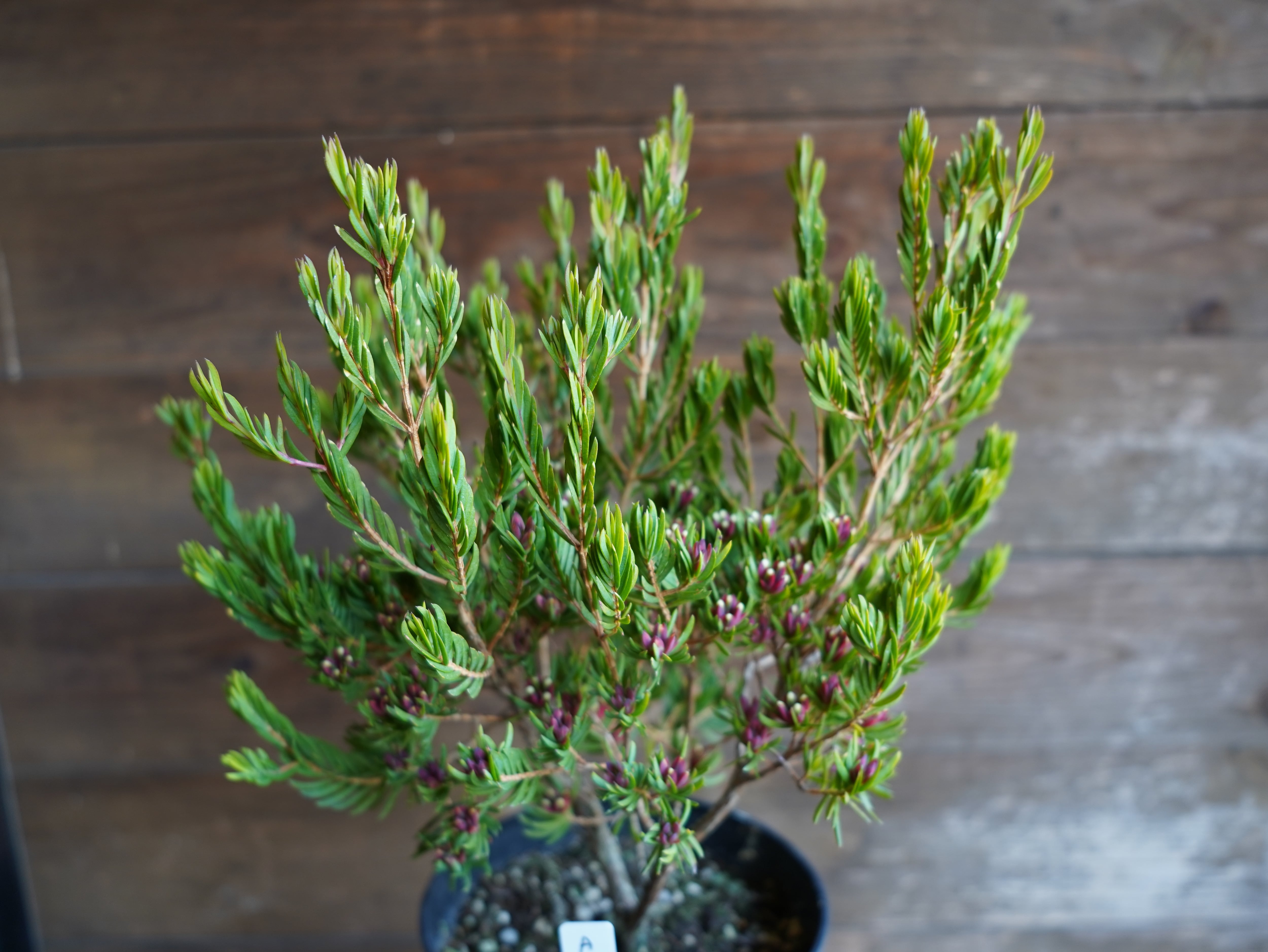 【現物】ダーウィニア　”プロセラ”　A