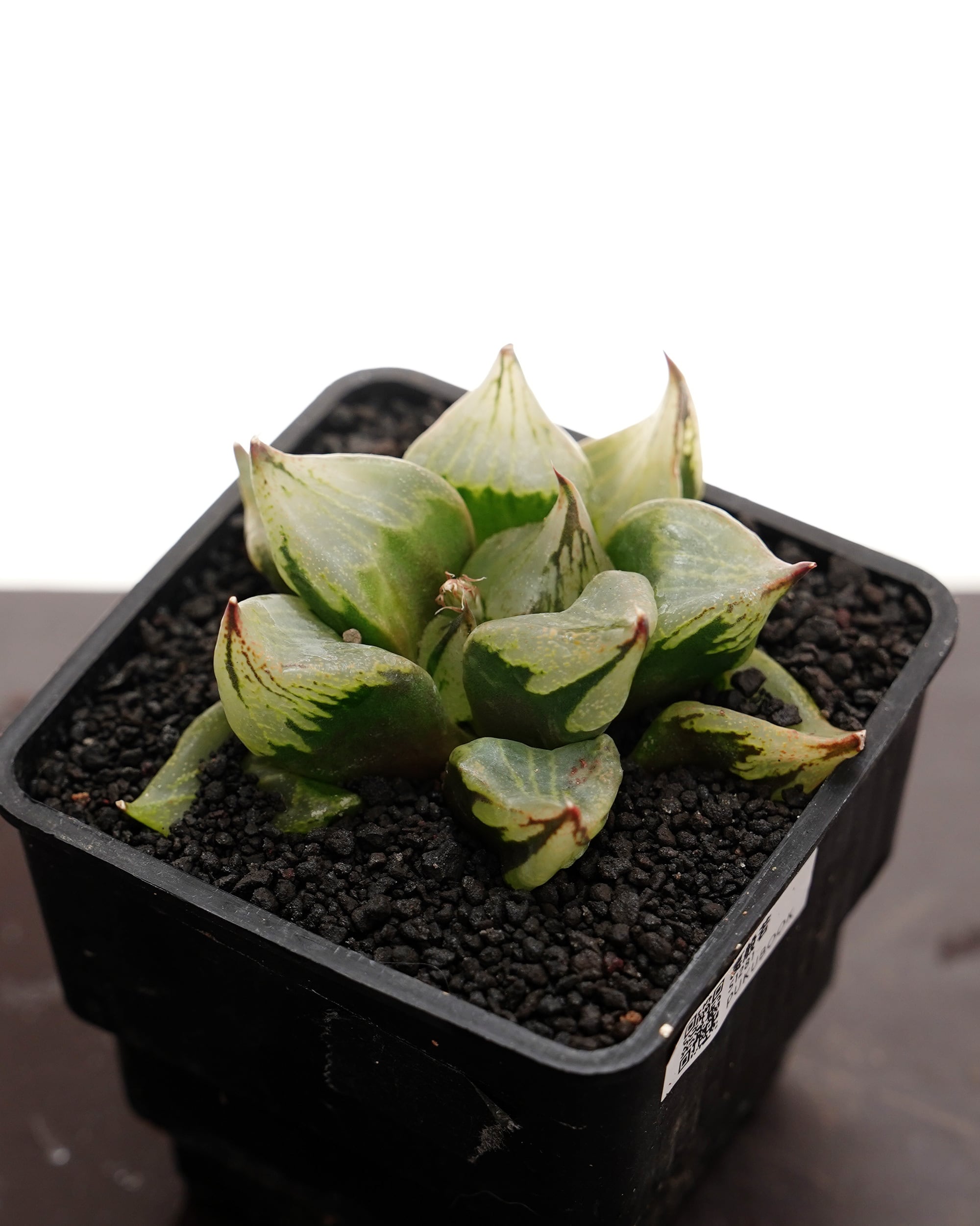 ハオルチア | PUKUBOOK SUCCULENTS