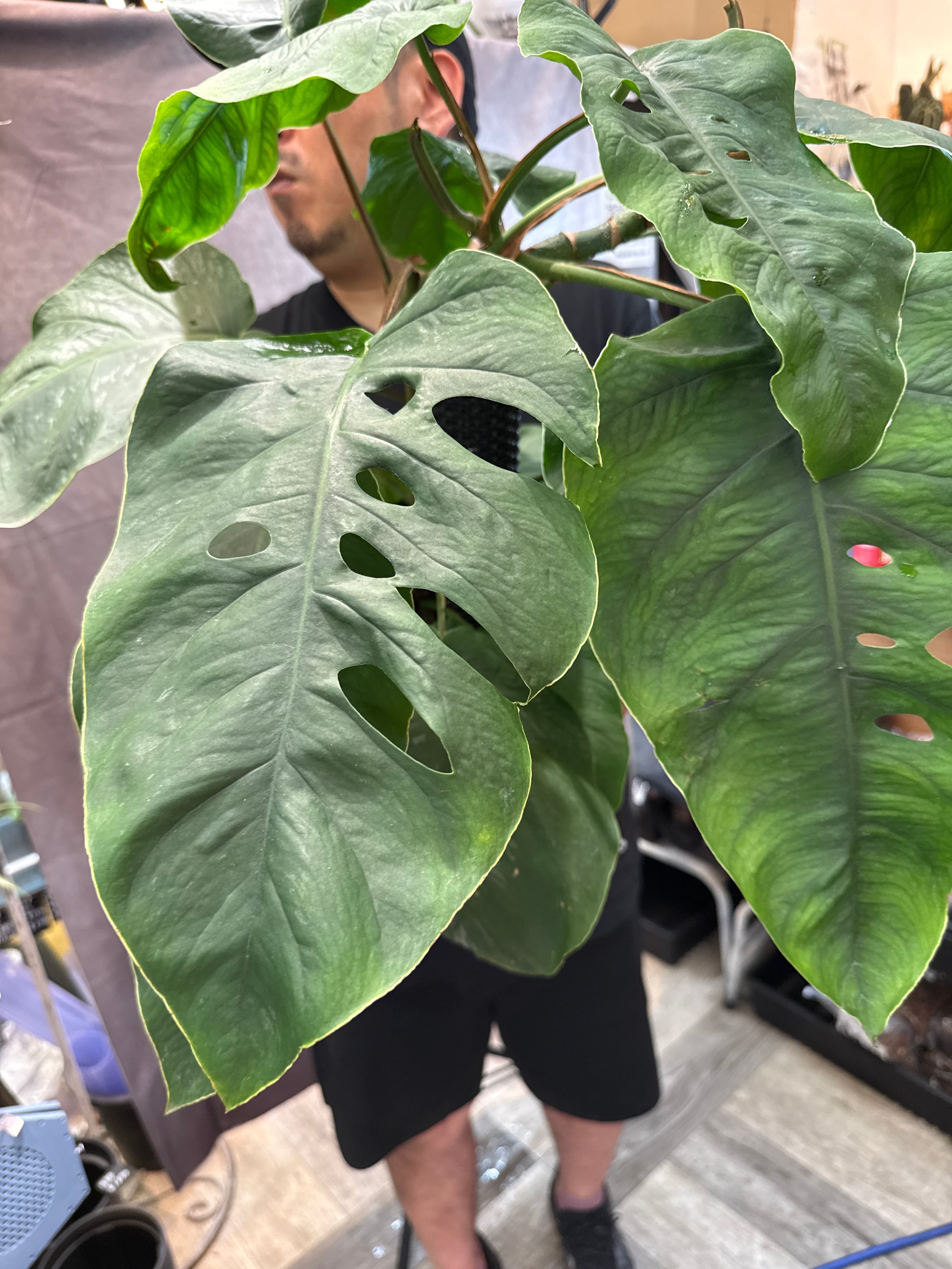 モンステラ デュビア 7号 | Gardenえん 【観葉熱帯植物】