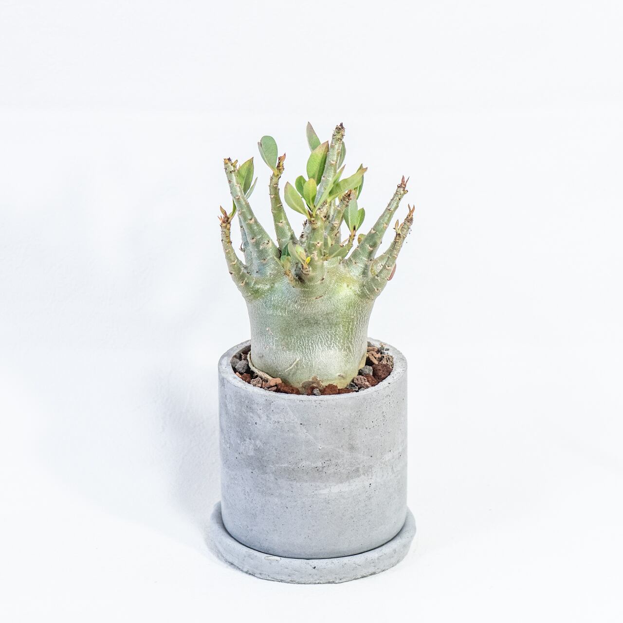 アデニウム　ずんぐり太幹が存在感◎　ざらっとモルタル鉢で引き締めたワイルドな一鉢