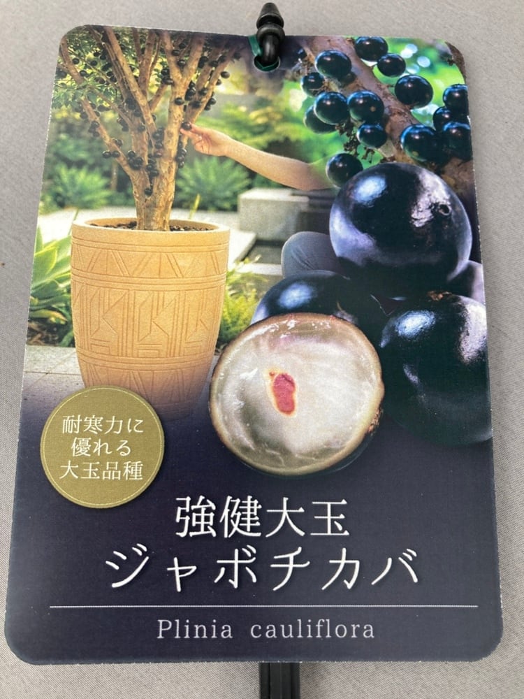 強健大玉ジャボチカバ 5号 | 日本ライン花木センター