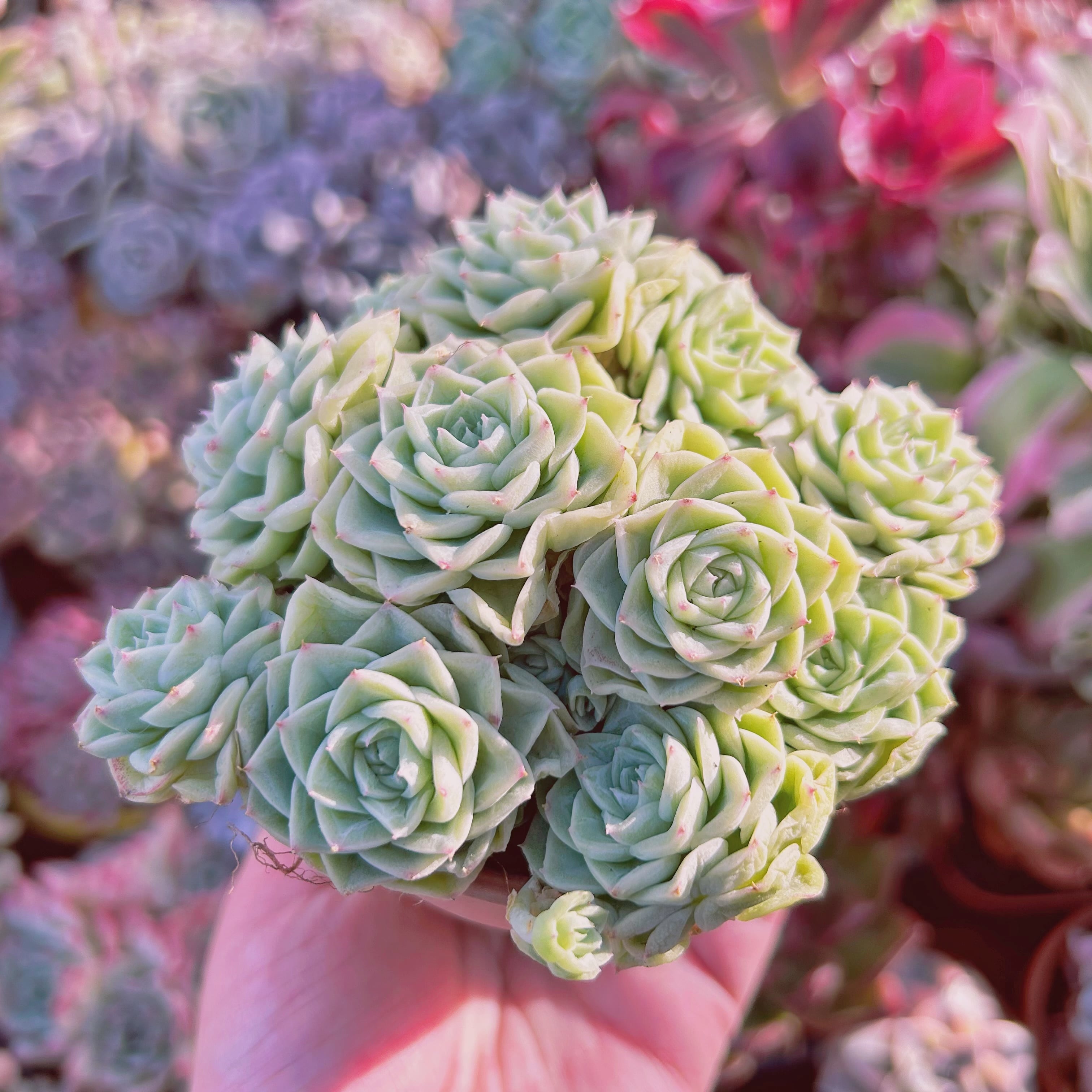 #071現物　多肉植物　Echeveria  ホワイトスワン　特大群生
