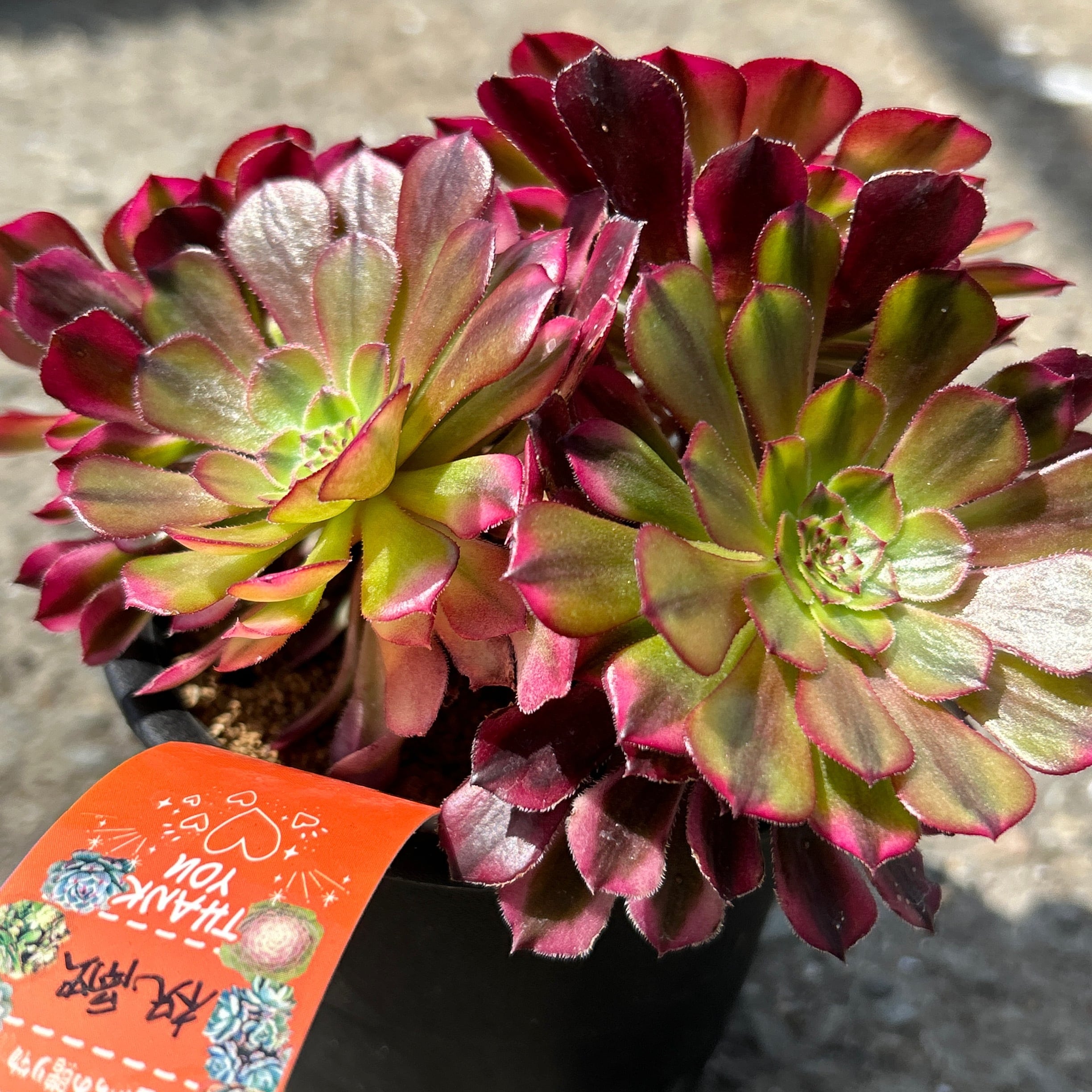 祝融 アエオニウム | RuPo 多肉植物専門店